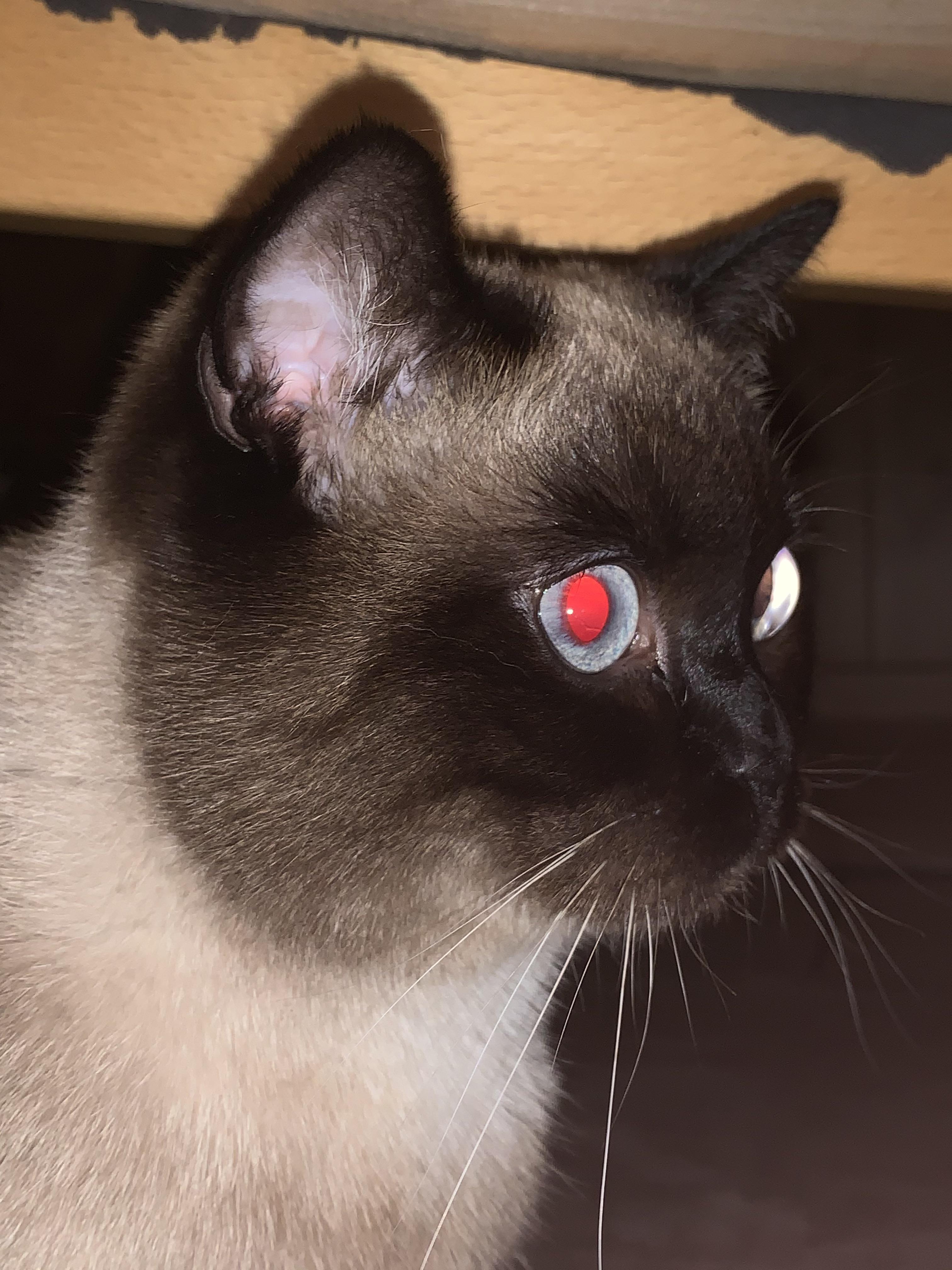 My cat has Blue eyes with a clean, Red reflection r/aww