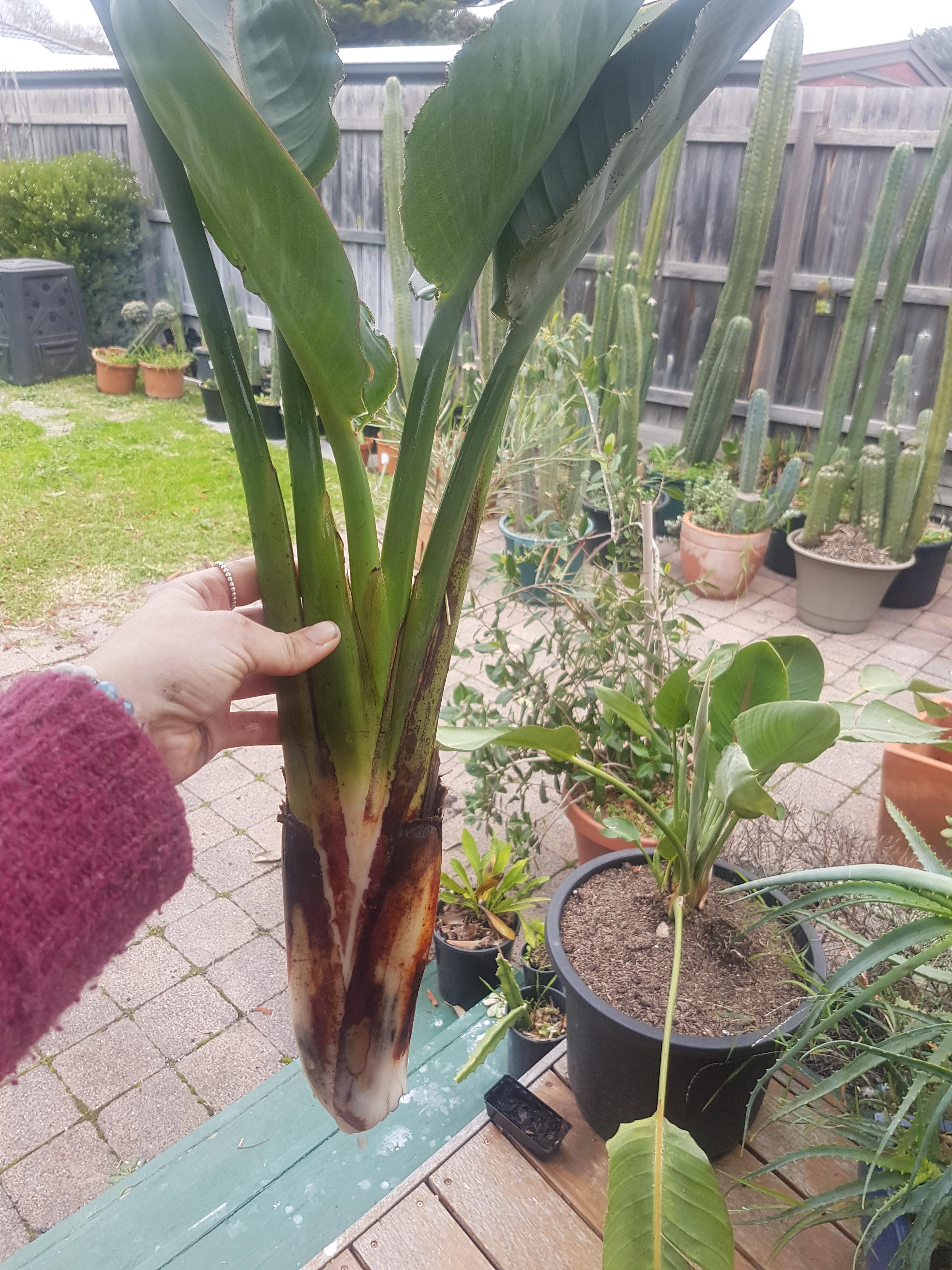 Anyone have any suggestions on rooting this Bird of Paradise? Spent