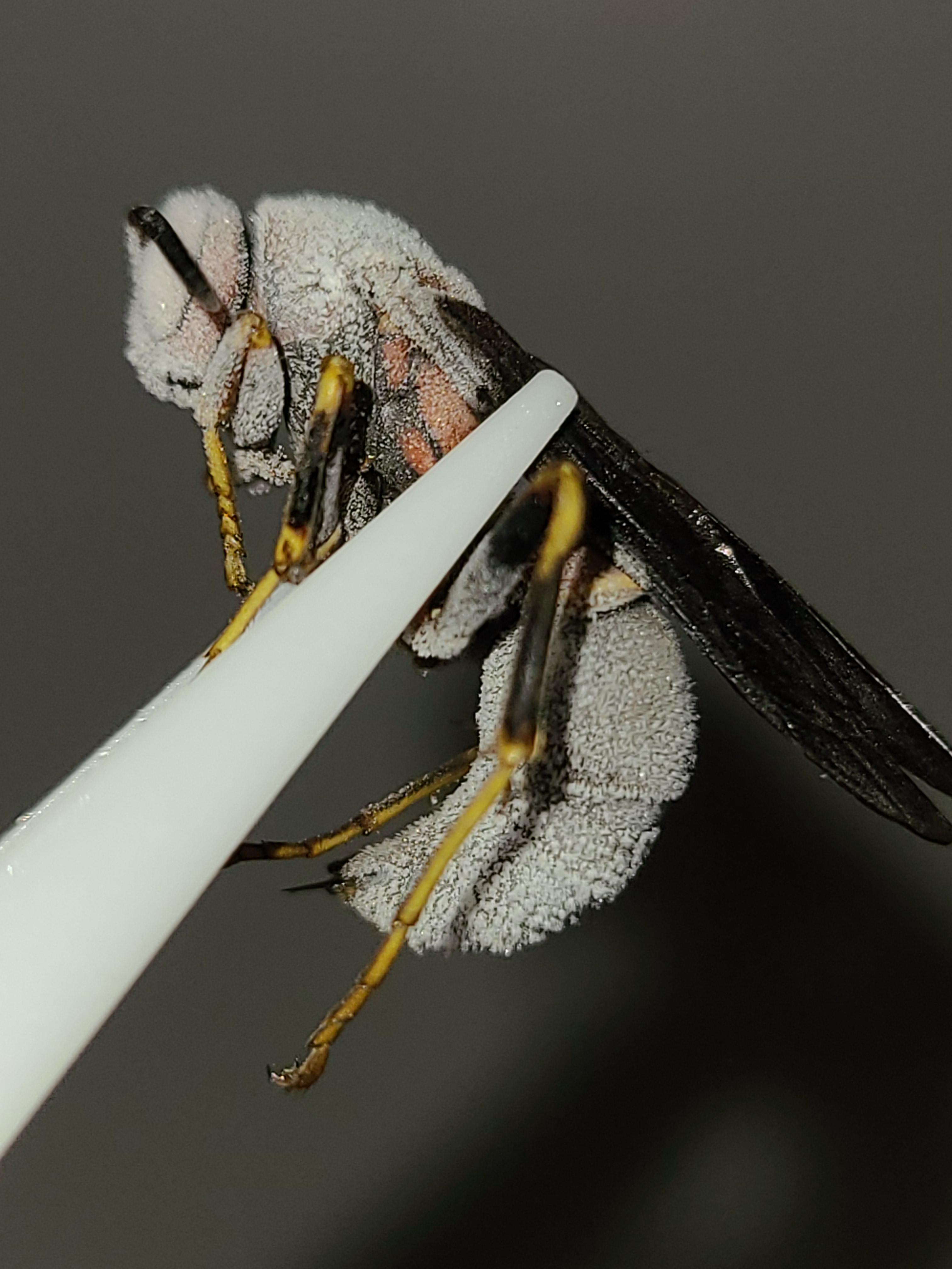 Sniped a wasp with canned air propellant. r/pics