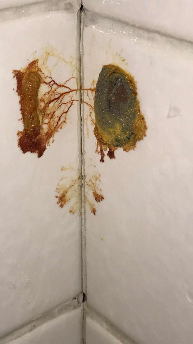 Weird mold or thing growing in shower walls. Looks like it has veins, I
