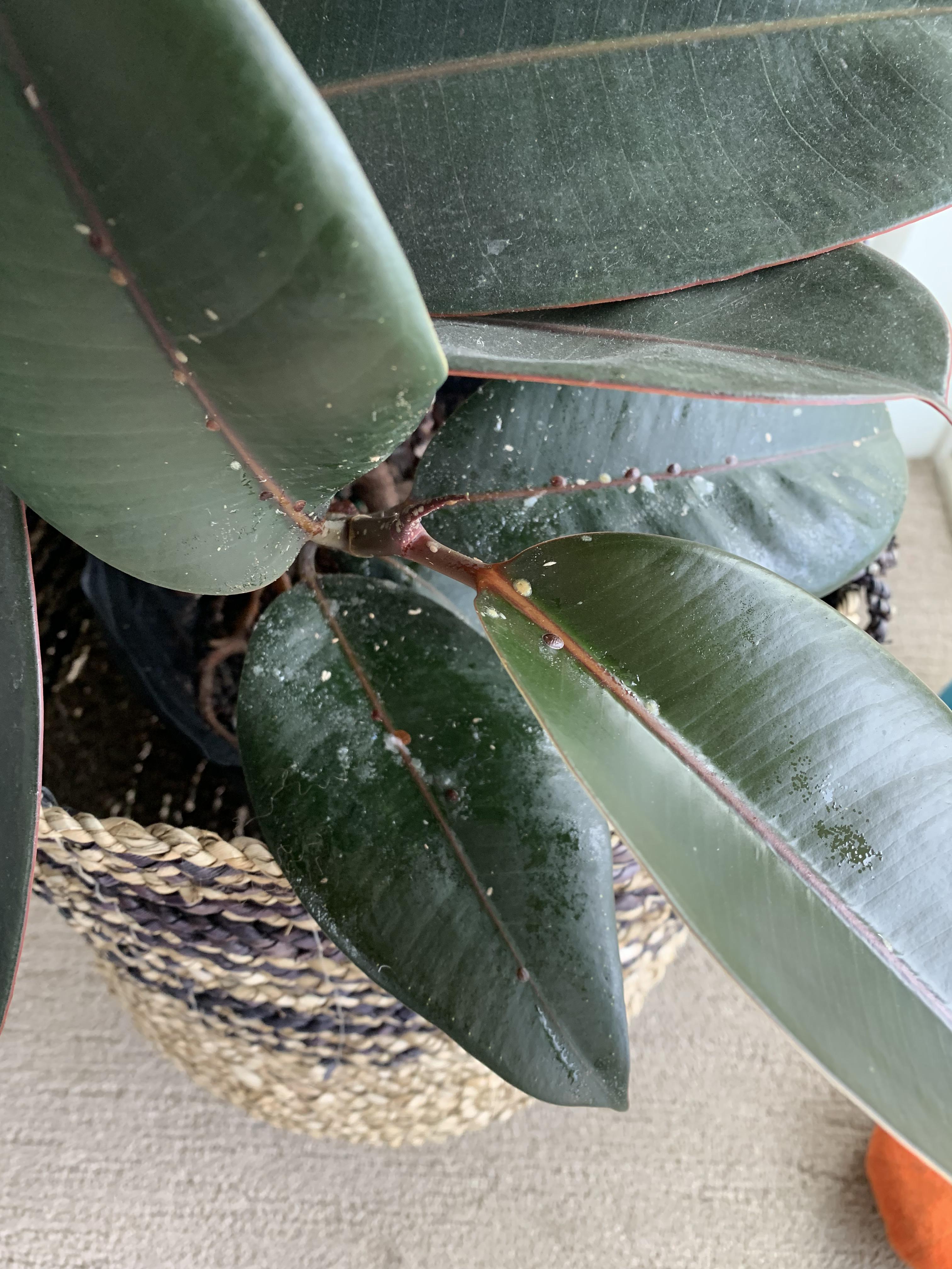 What’s wrong with my rubber tree? White and brown/red spots with