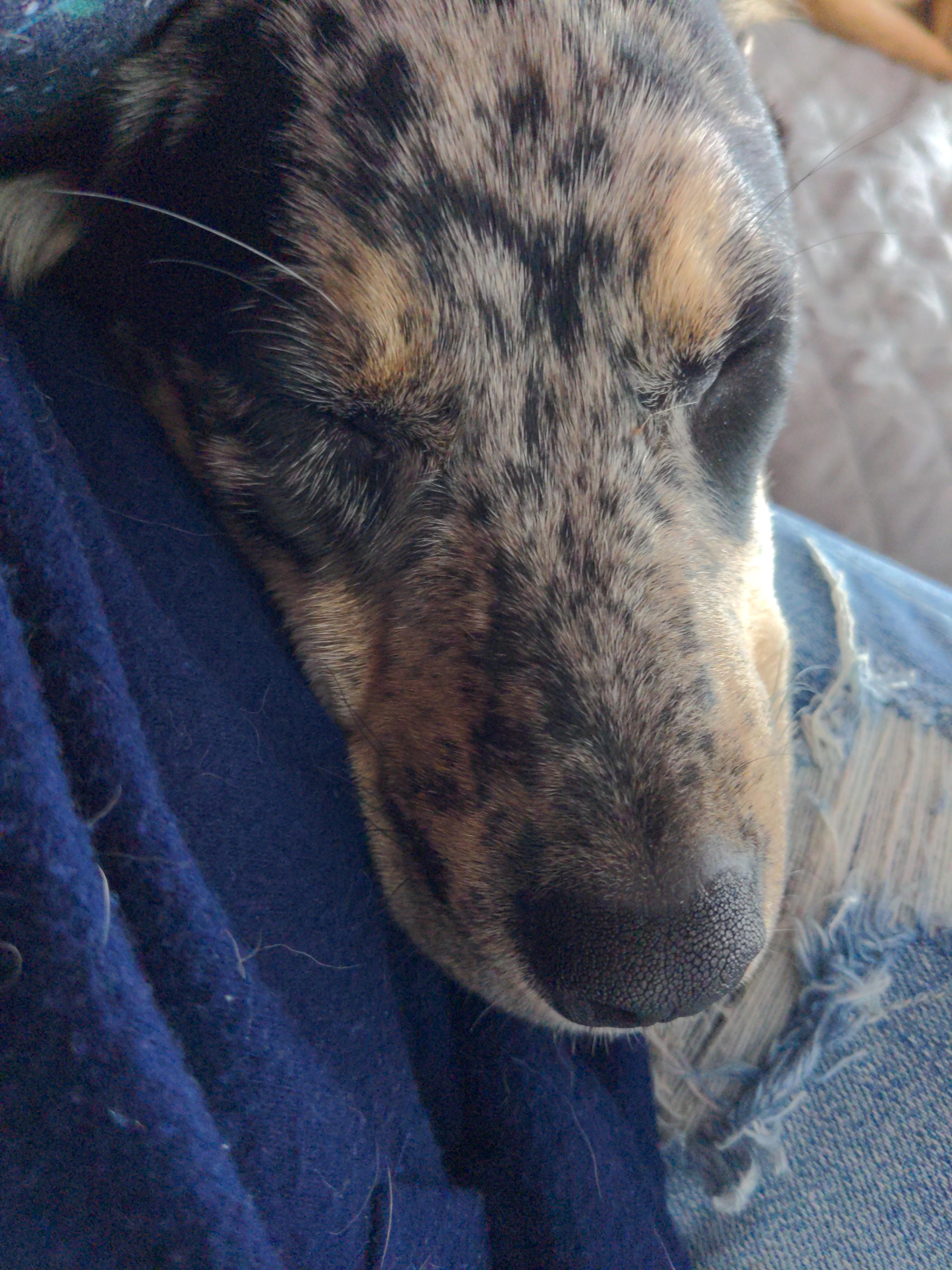 Do Puppies Outgrow Eating Poop