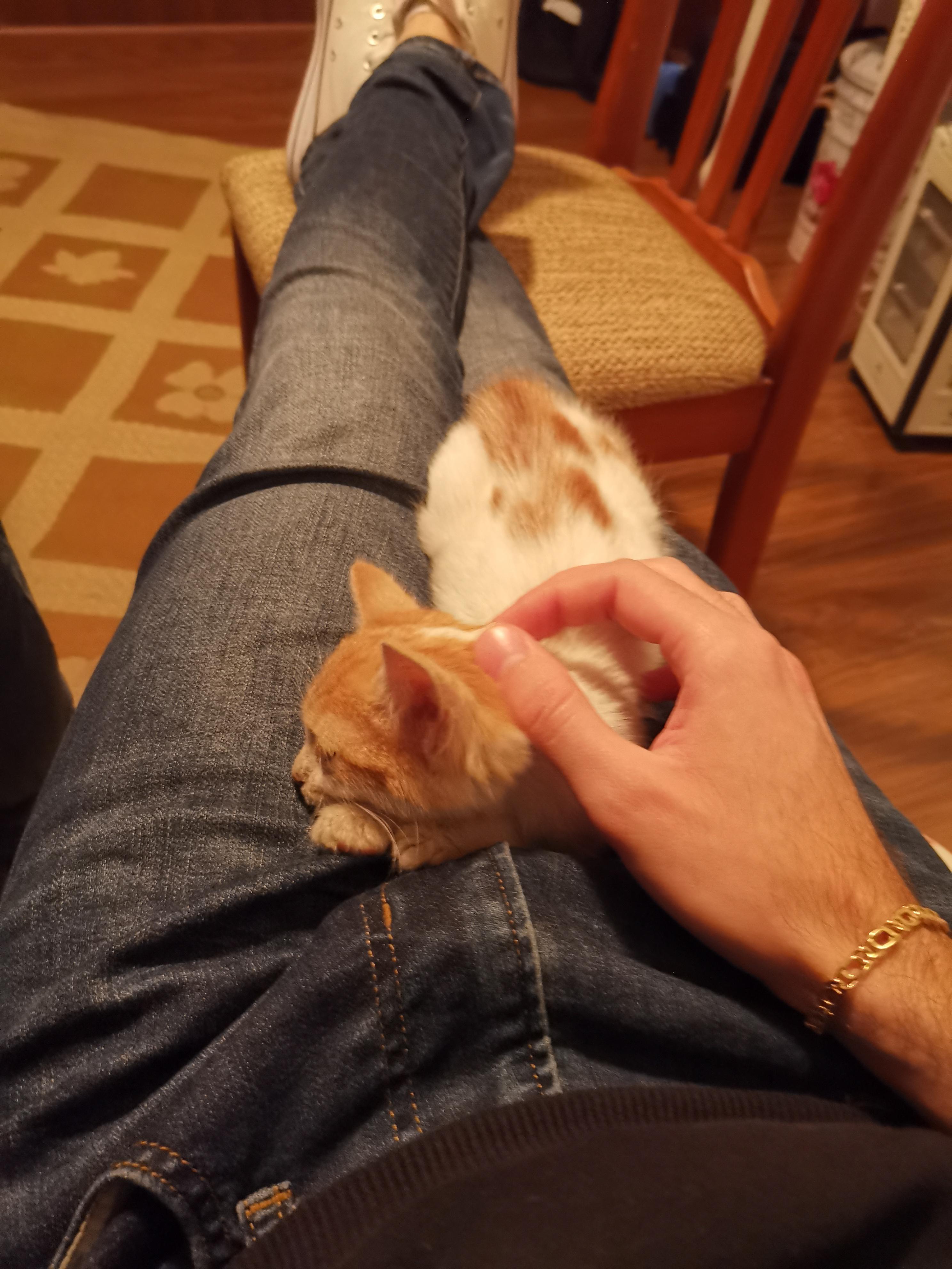 First day we met, she decided to sleep on my lap.. r/cats