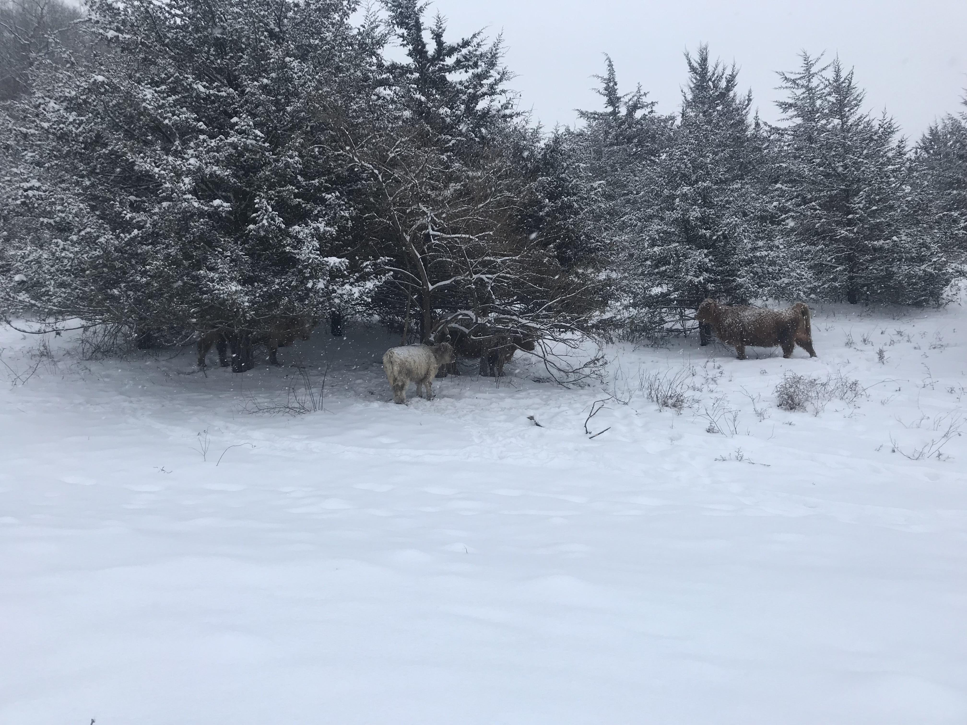 On a snowy Wisconsin morning, Scottish Highland Cattle find shelter