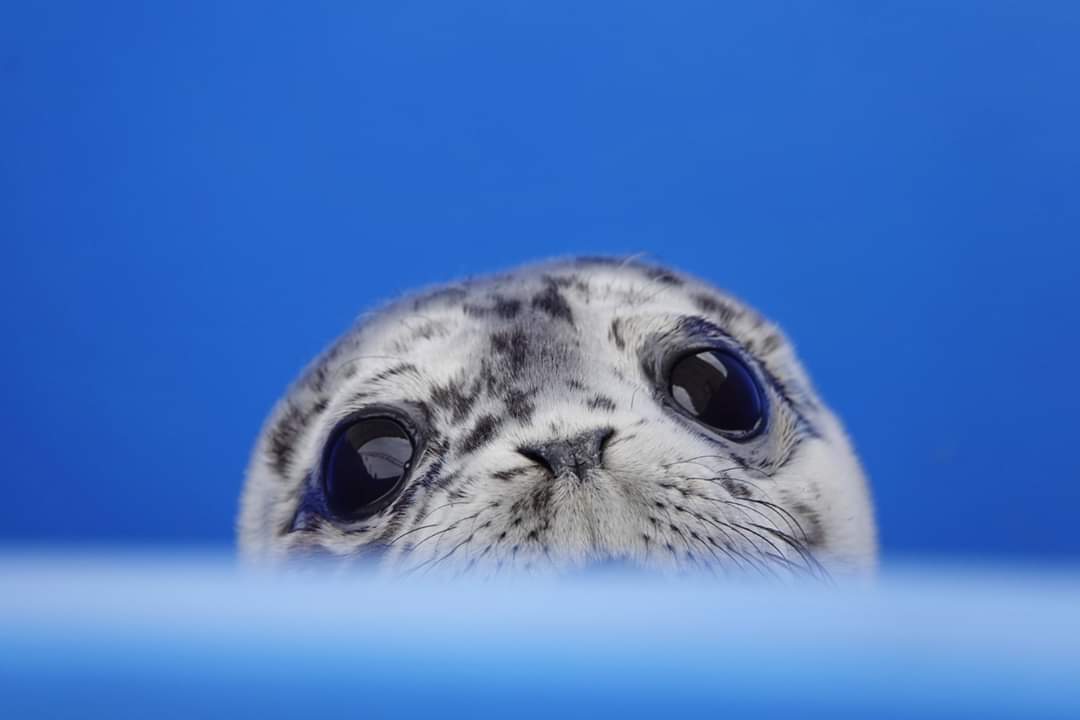 Such Big Eyes r/seals