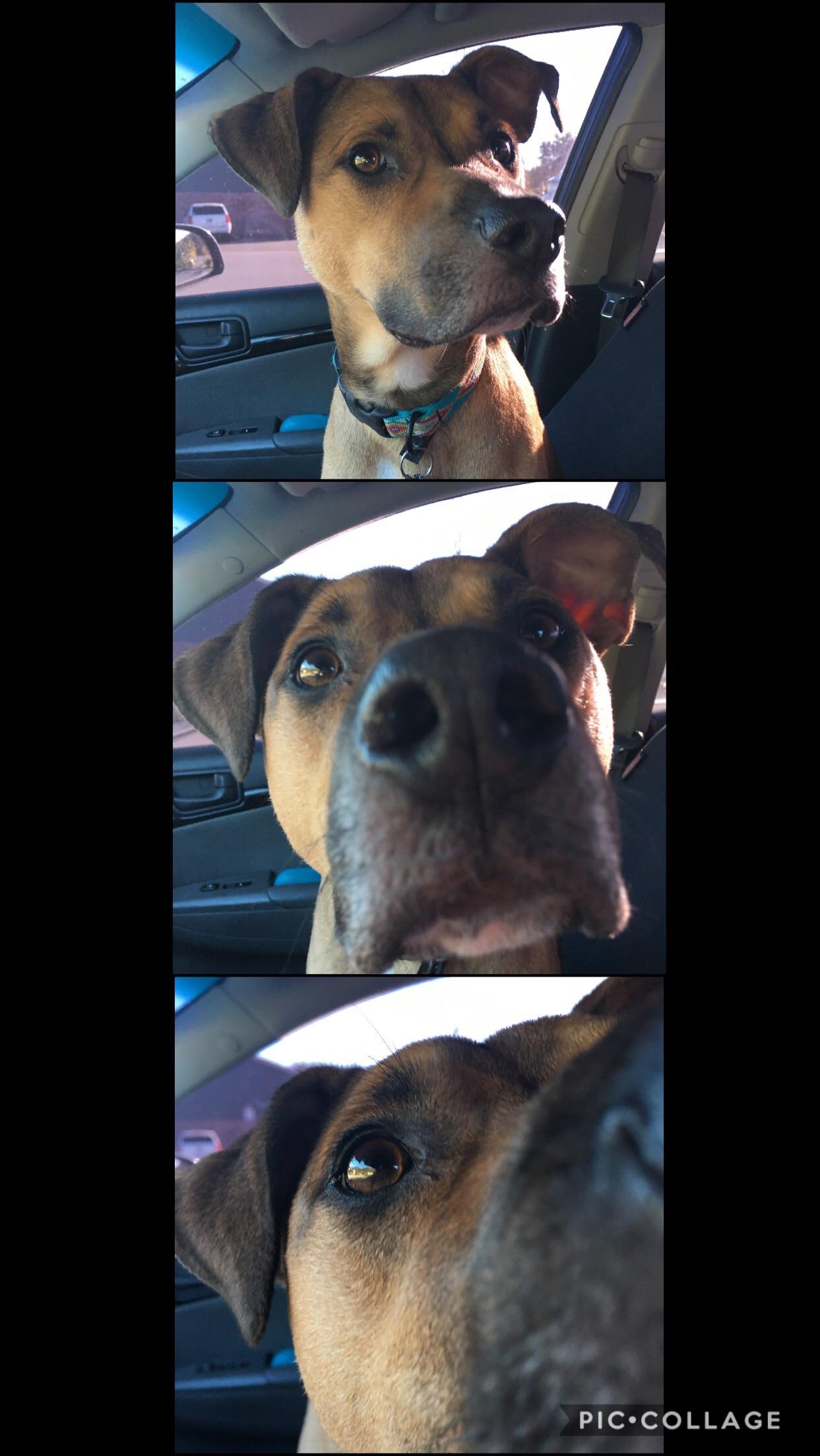 Dog was boarded for a week, and he now has to inspect me to make sure I