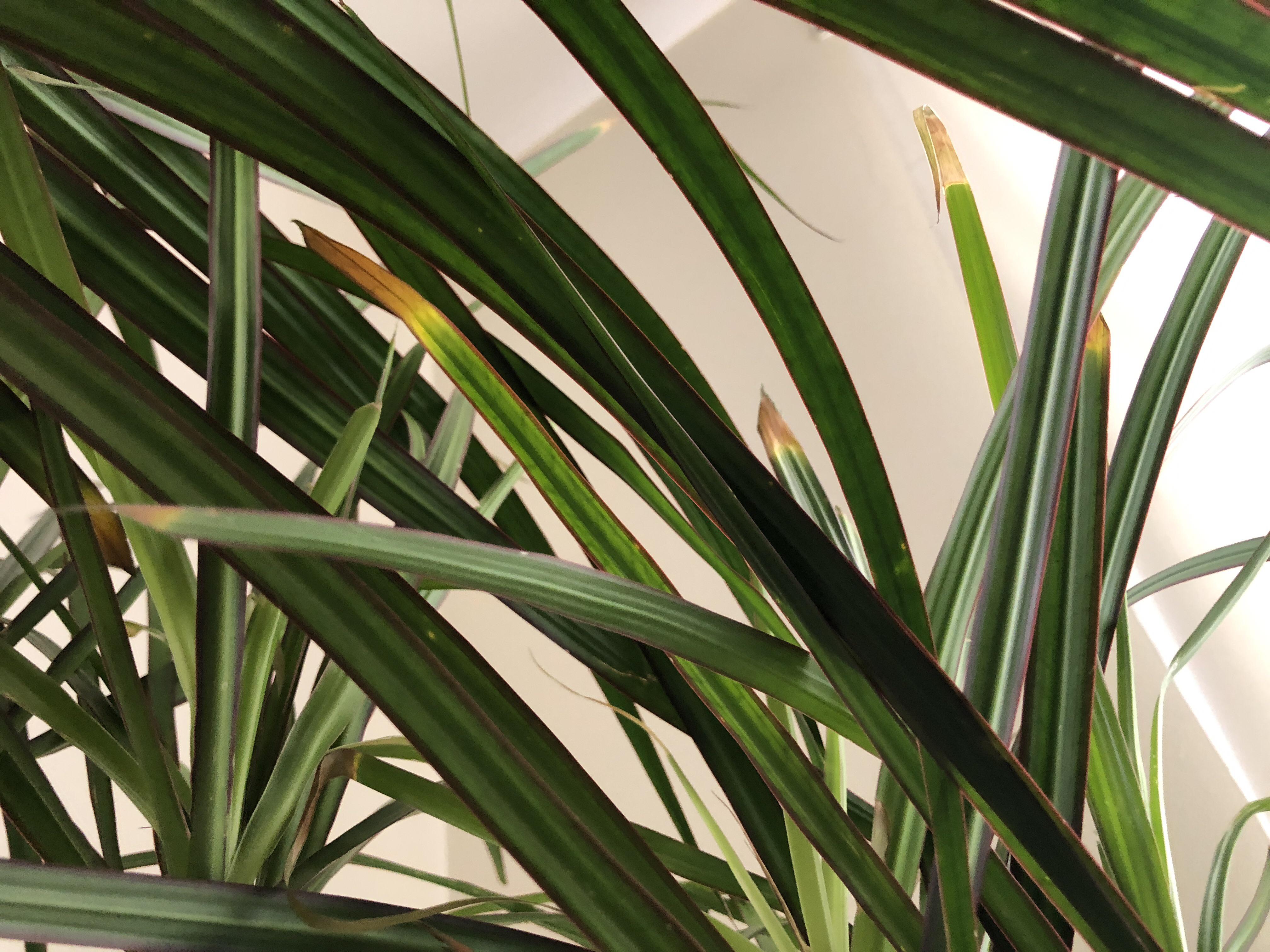 Dracaena Marginata leaves turning yellow/brown. Does anyone know why