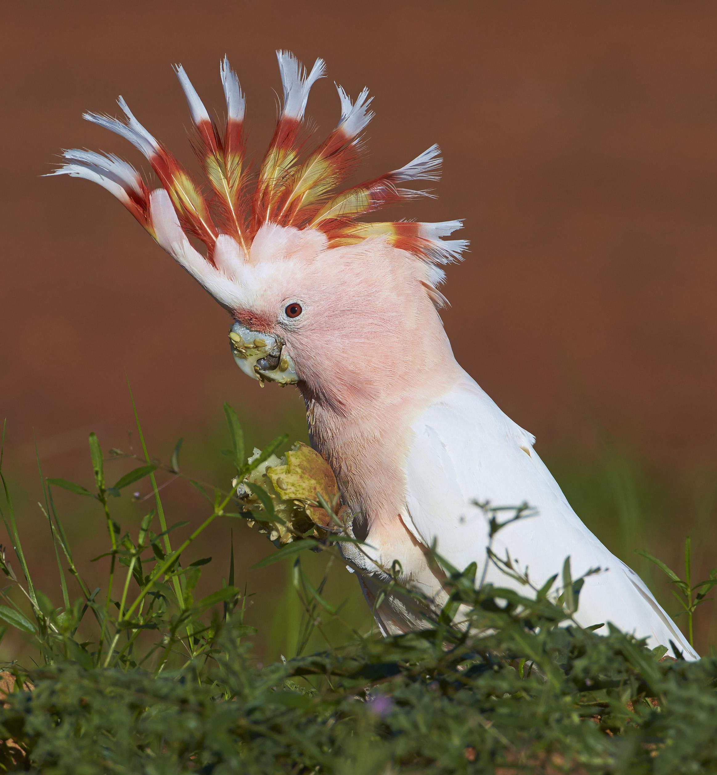 🔥 Female Leadbeater's cockatoo 🔥 r/NatureIsFuckingLit