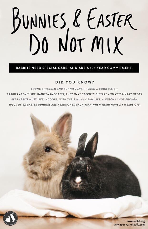 We all know how much love and care our bunnies need! It’s so important