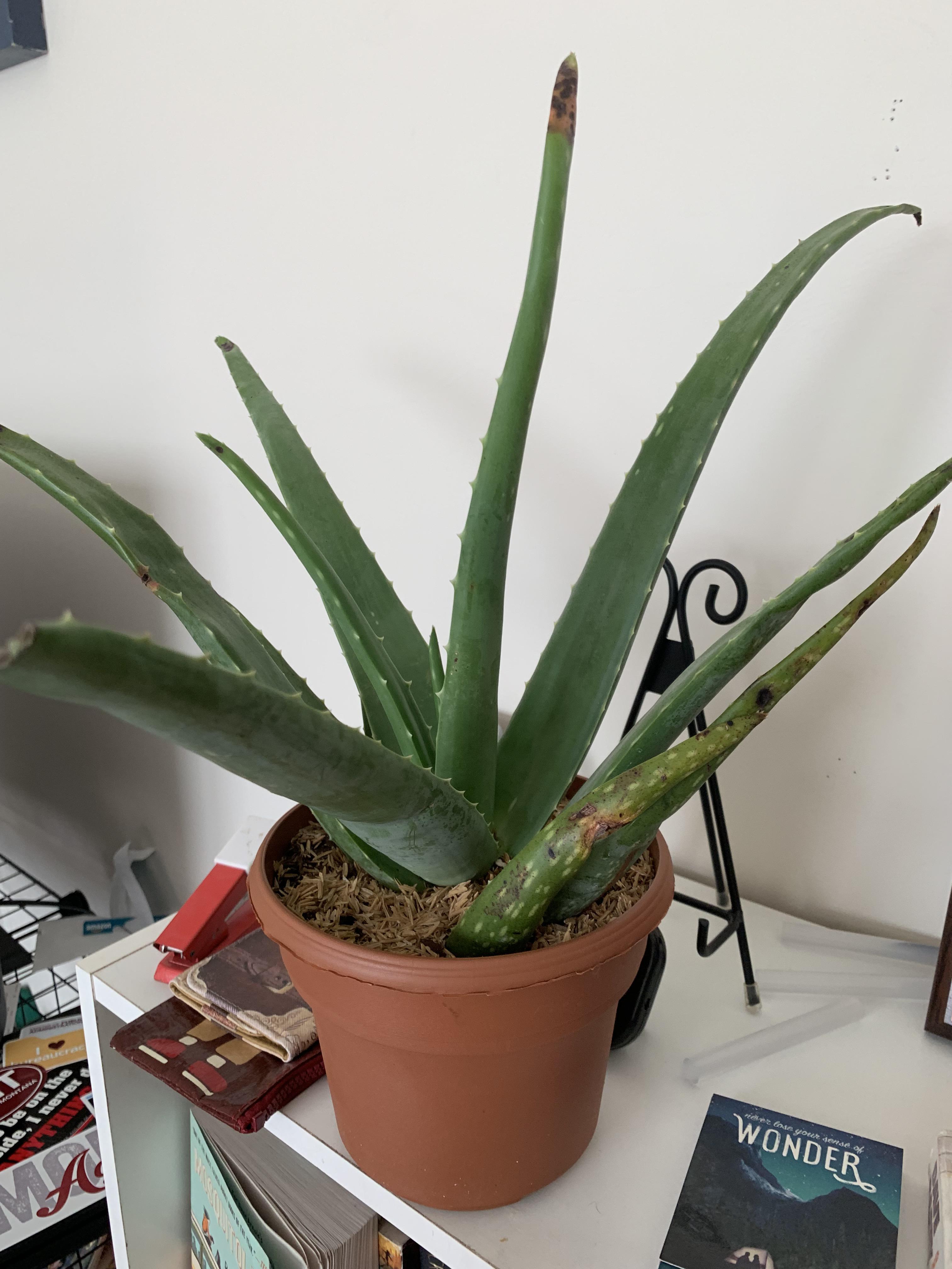 Help with a new aloe vera plant! I just got him from Home Depot and he has spots on his leaves