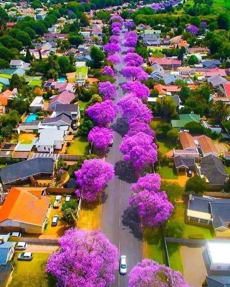 Jacaranda trees in South Africa r/marijuanaenthusiasts