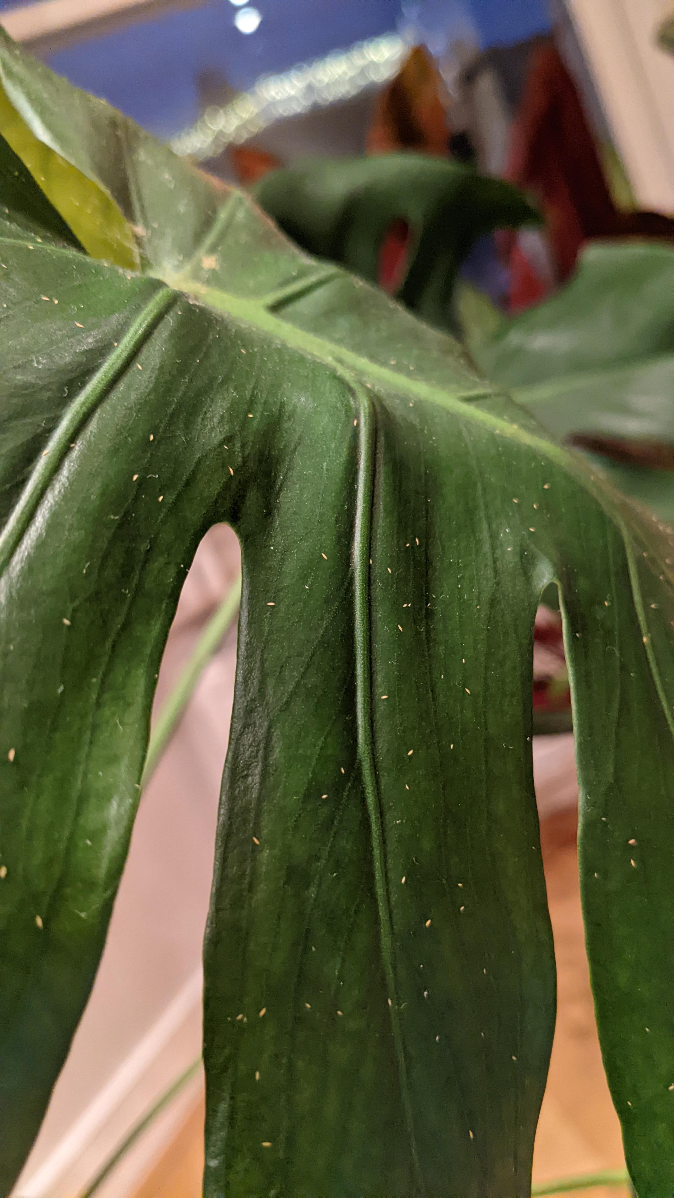Help! Got these little guys on my cheese plant, any suggestions on how