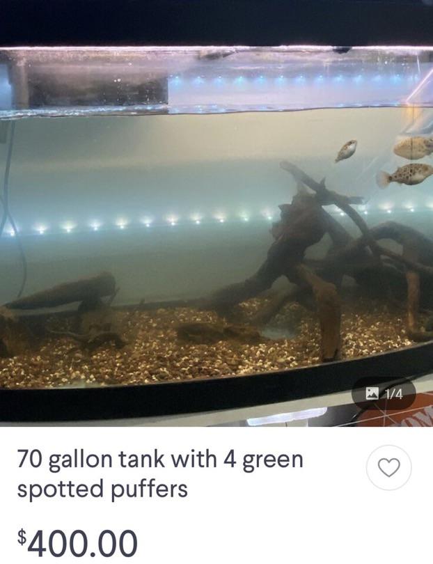 fish reddit help. should i buy them? i have plenty of aquarium experience r/Aquariums