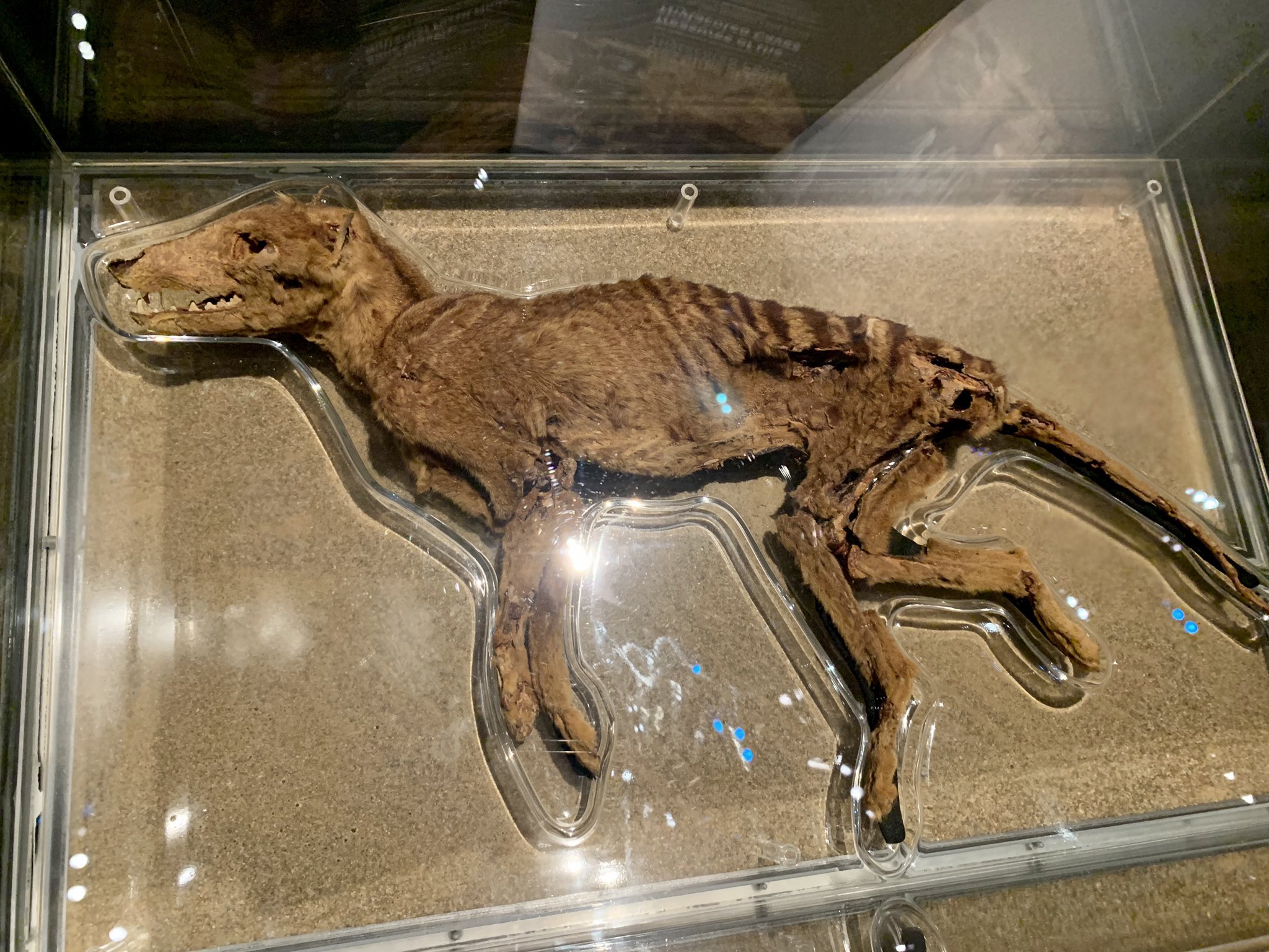 Mummified Thylacine at the Western Australian Museum. It is displayed