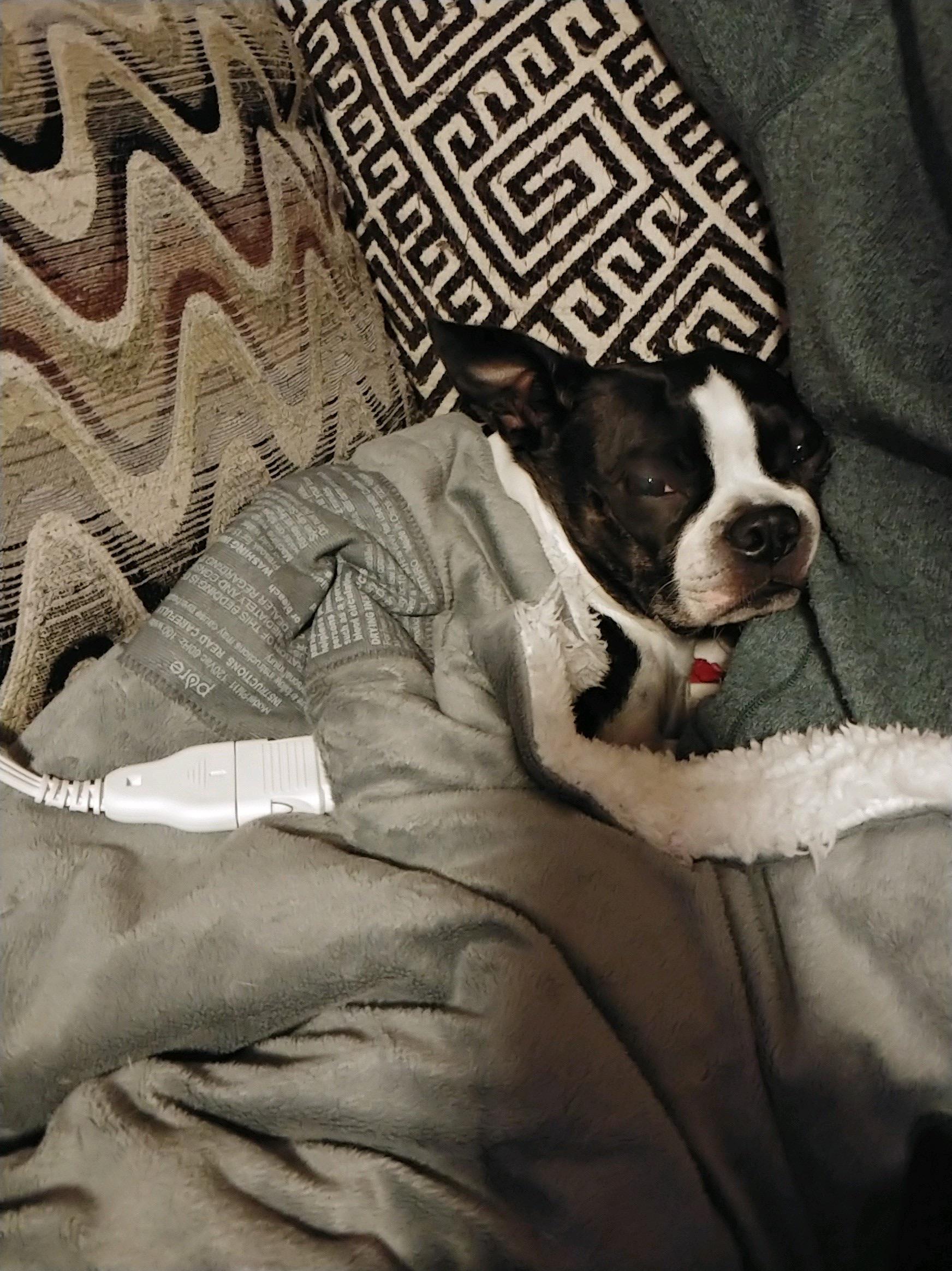 Heated Blanket Vibes r/BostonTerrier