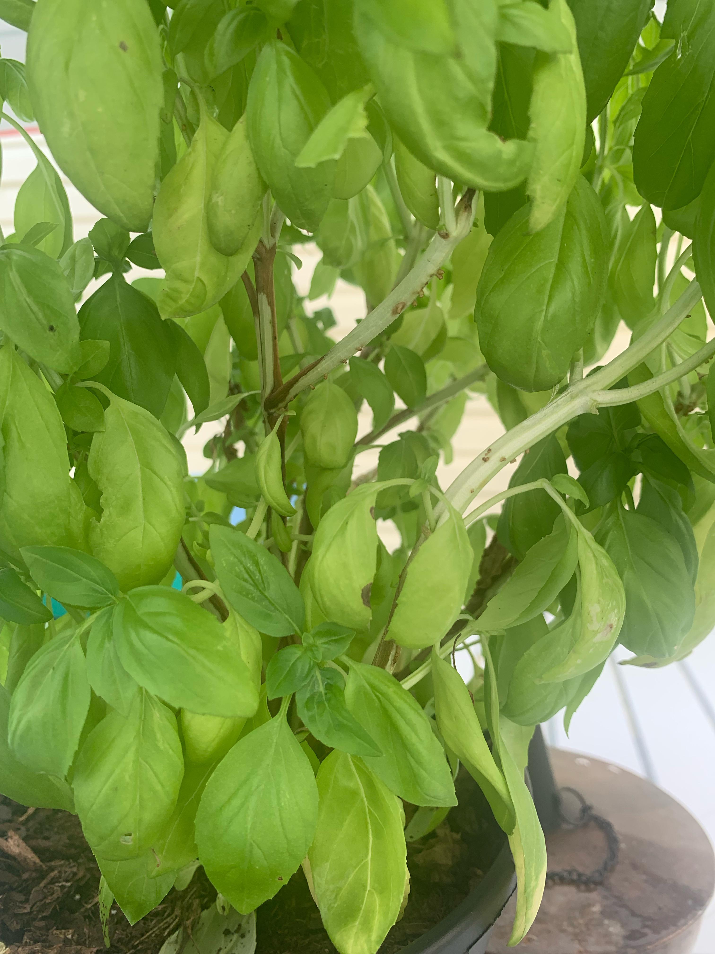What’s wrong with my basil plant? r/plantclinic