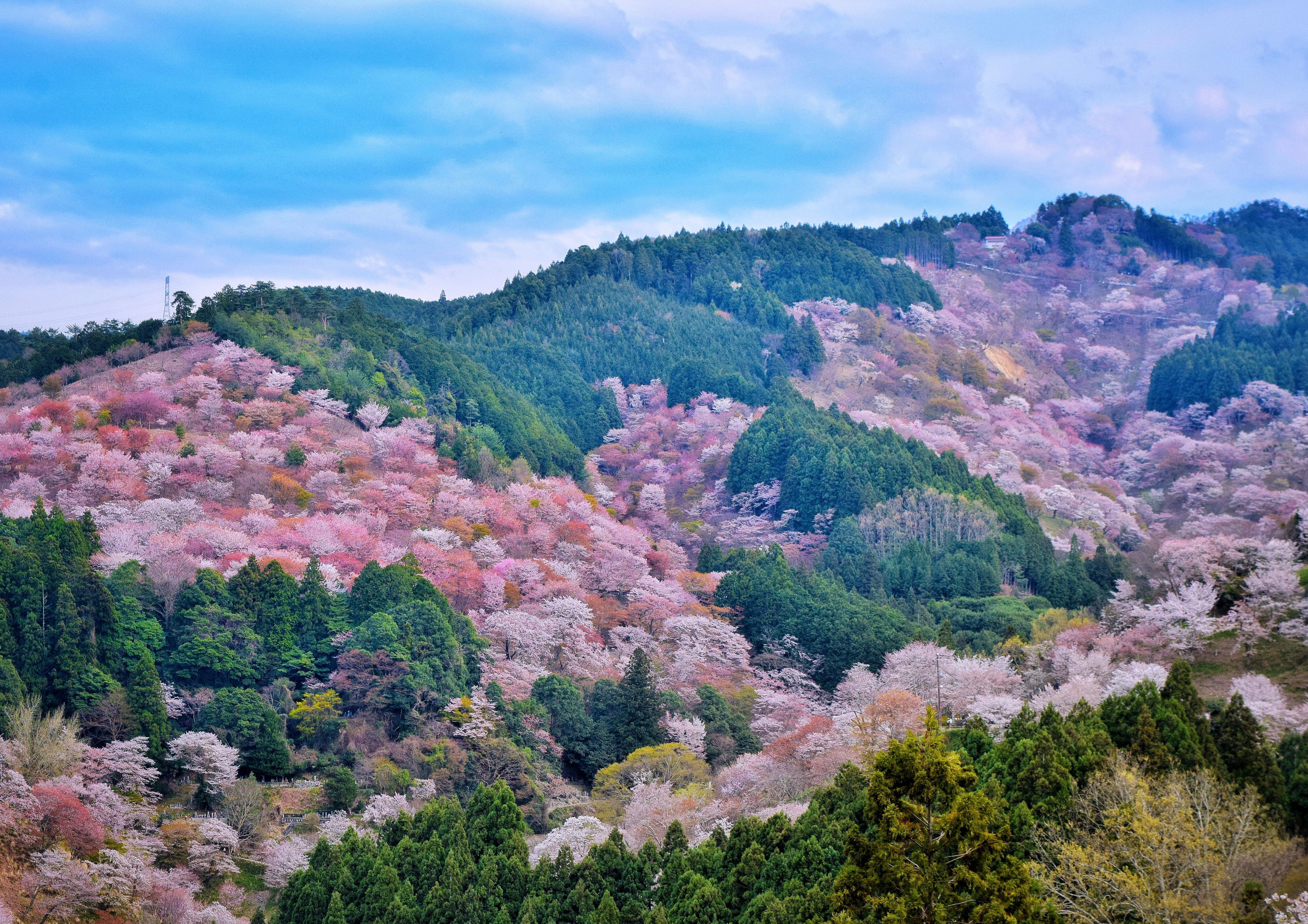 Cherry Blossom at Yoshinoyama, Japan [5135x3629][OC] r/EarthPorn