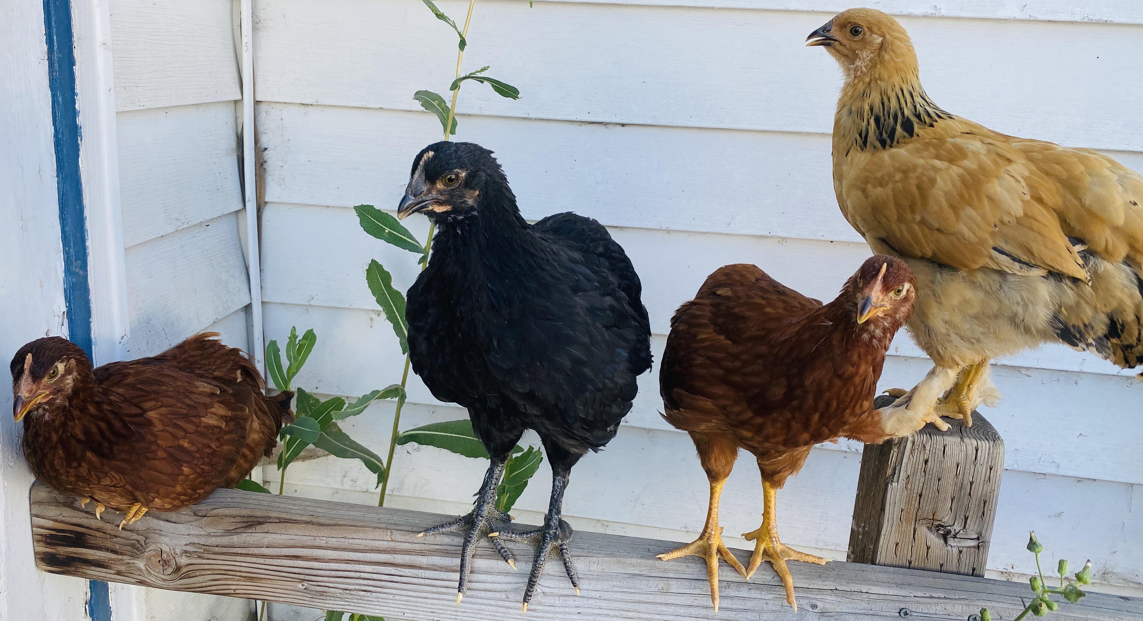 I grew up around chickens and have had my own. This is my latest flock