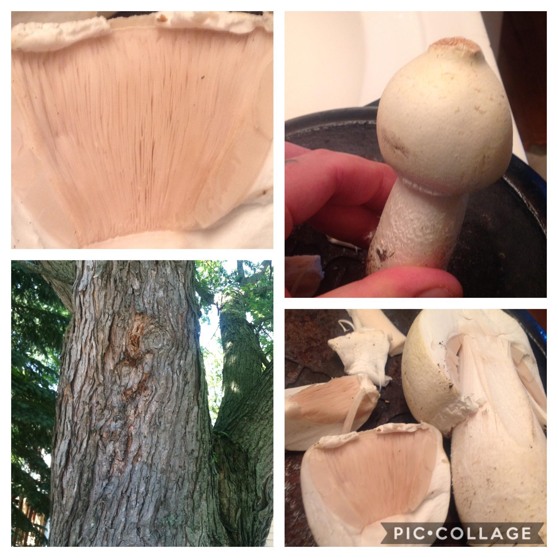 Agaricus mushroom? Found Mid Michigan on lawn near visible roots
