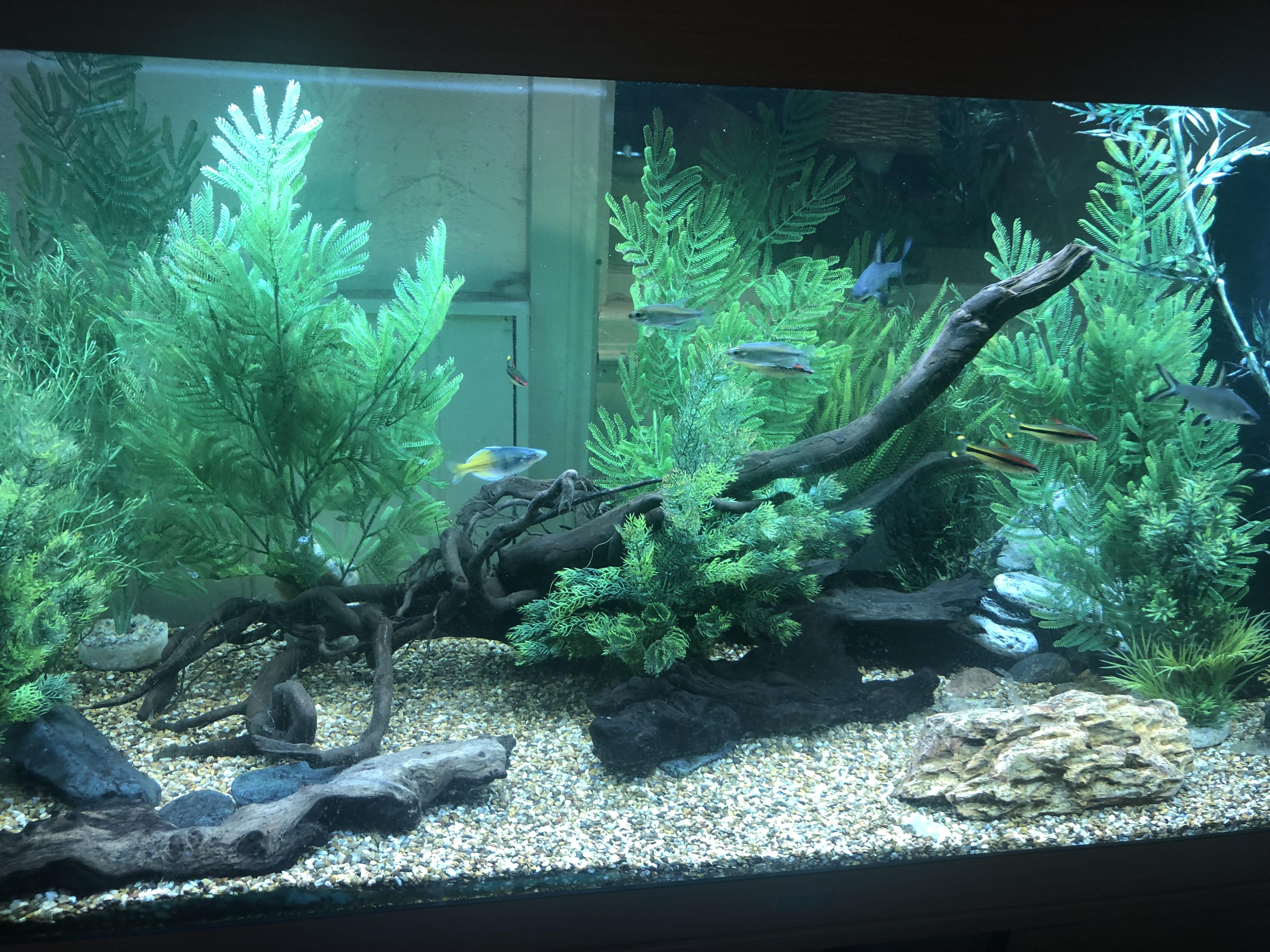 Loving my new bog wood in my 500 litre r/Aquariums
