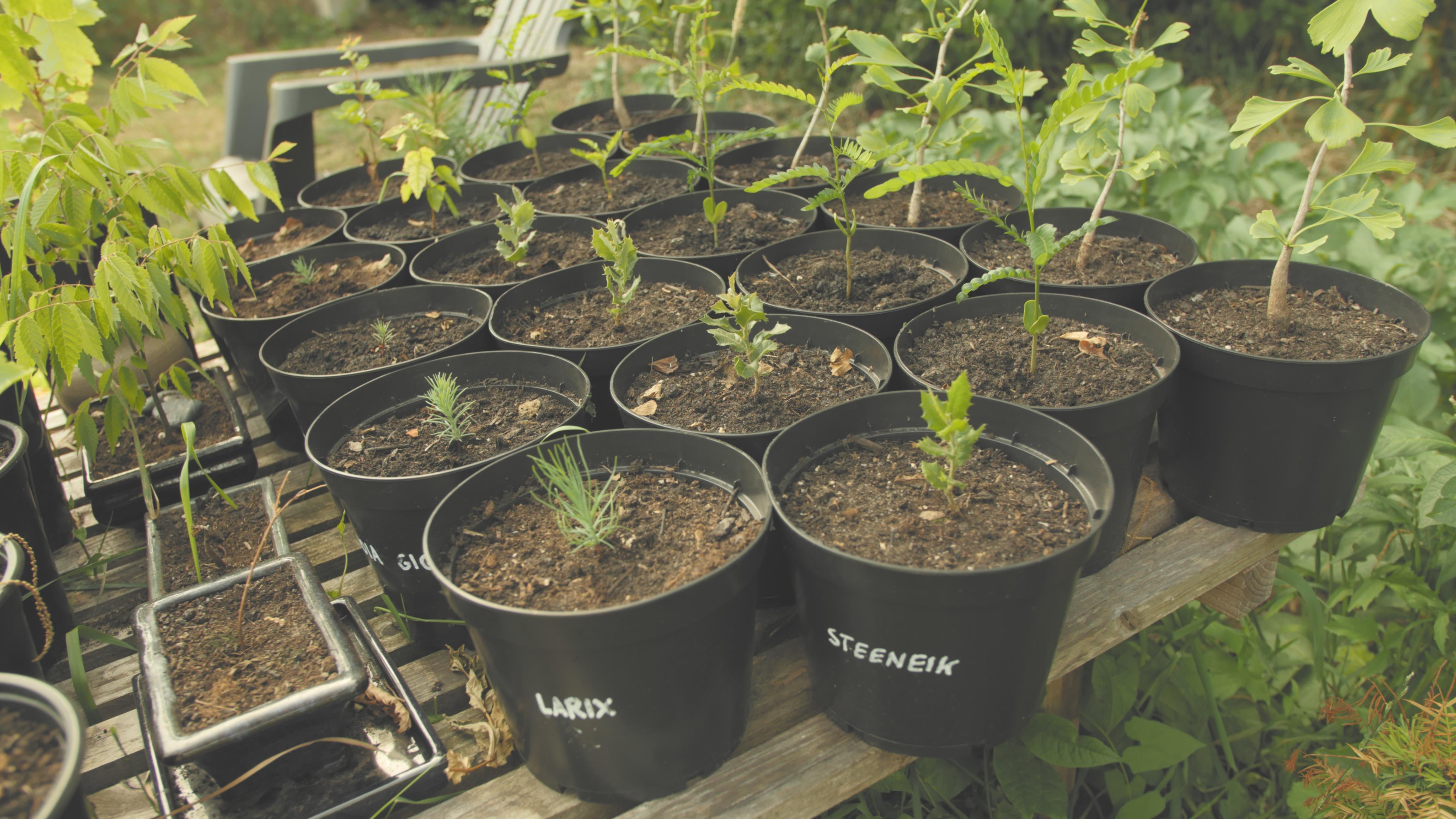 A part of my seedling collection, last summer. Am I the only one who