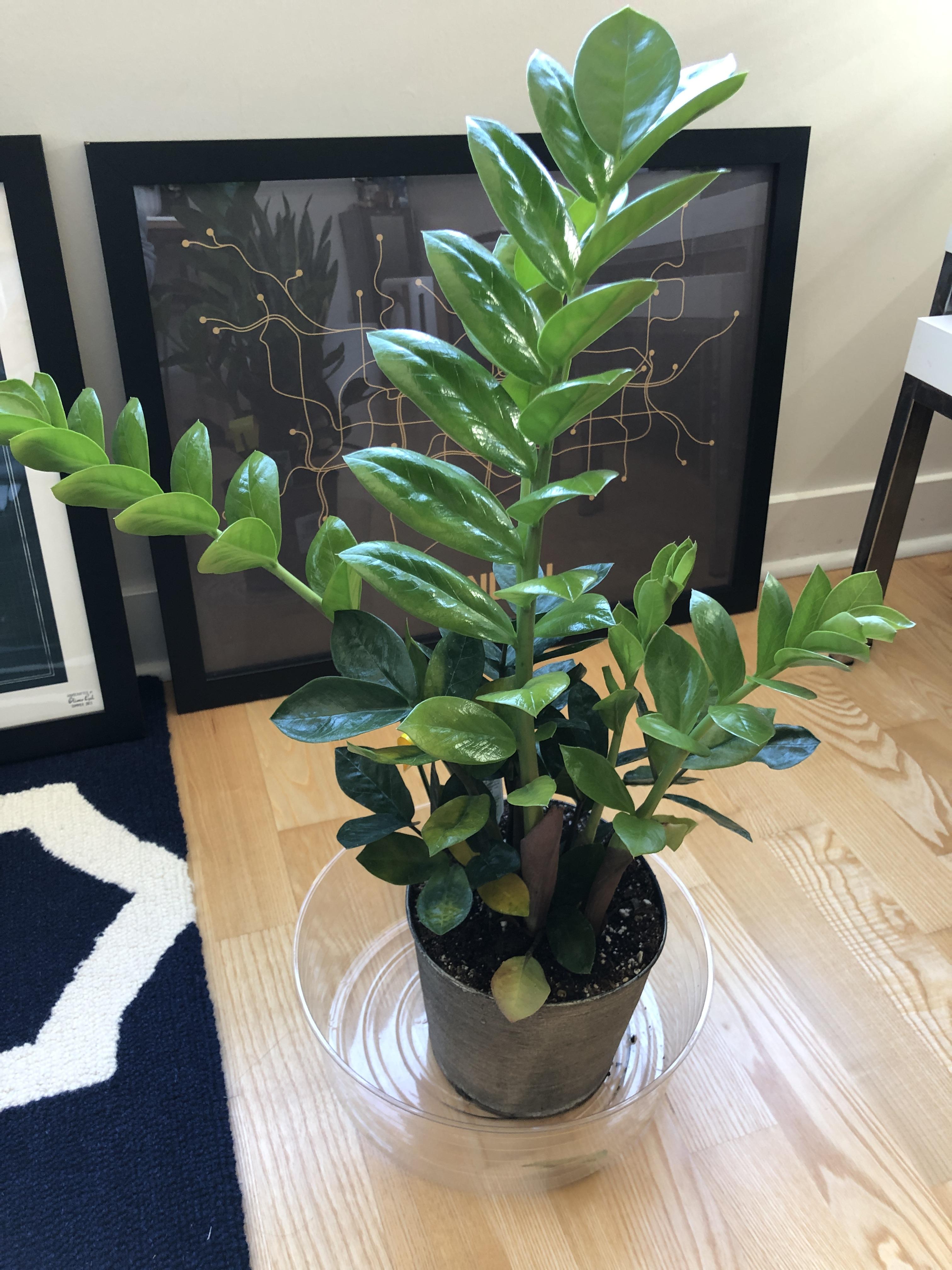 Why are my new ZZ plant's leaves turning yellow and falling off? r