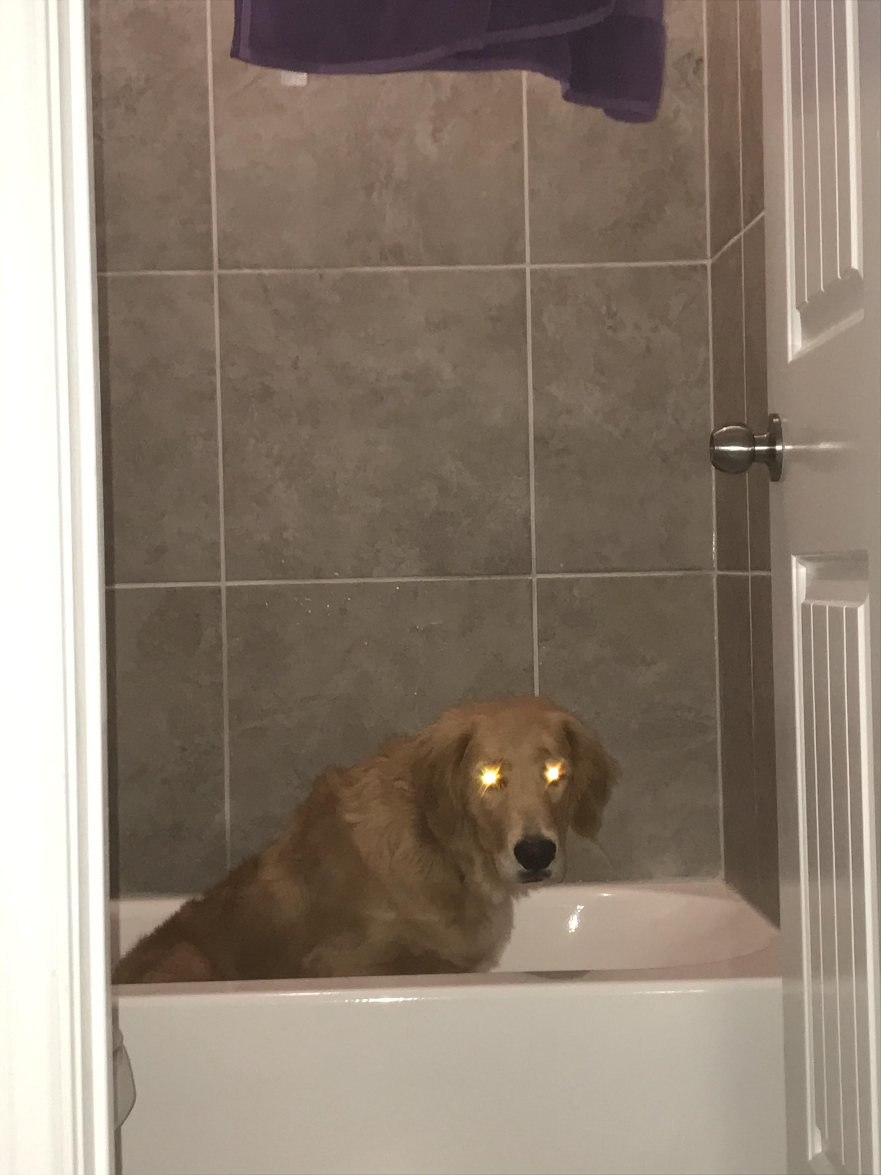 Dog in the Bathroom. r/pics