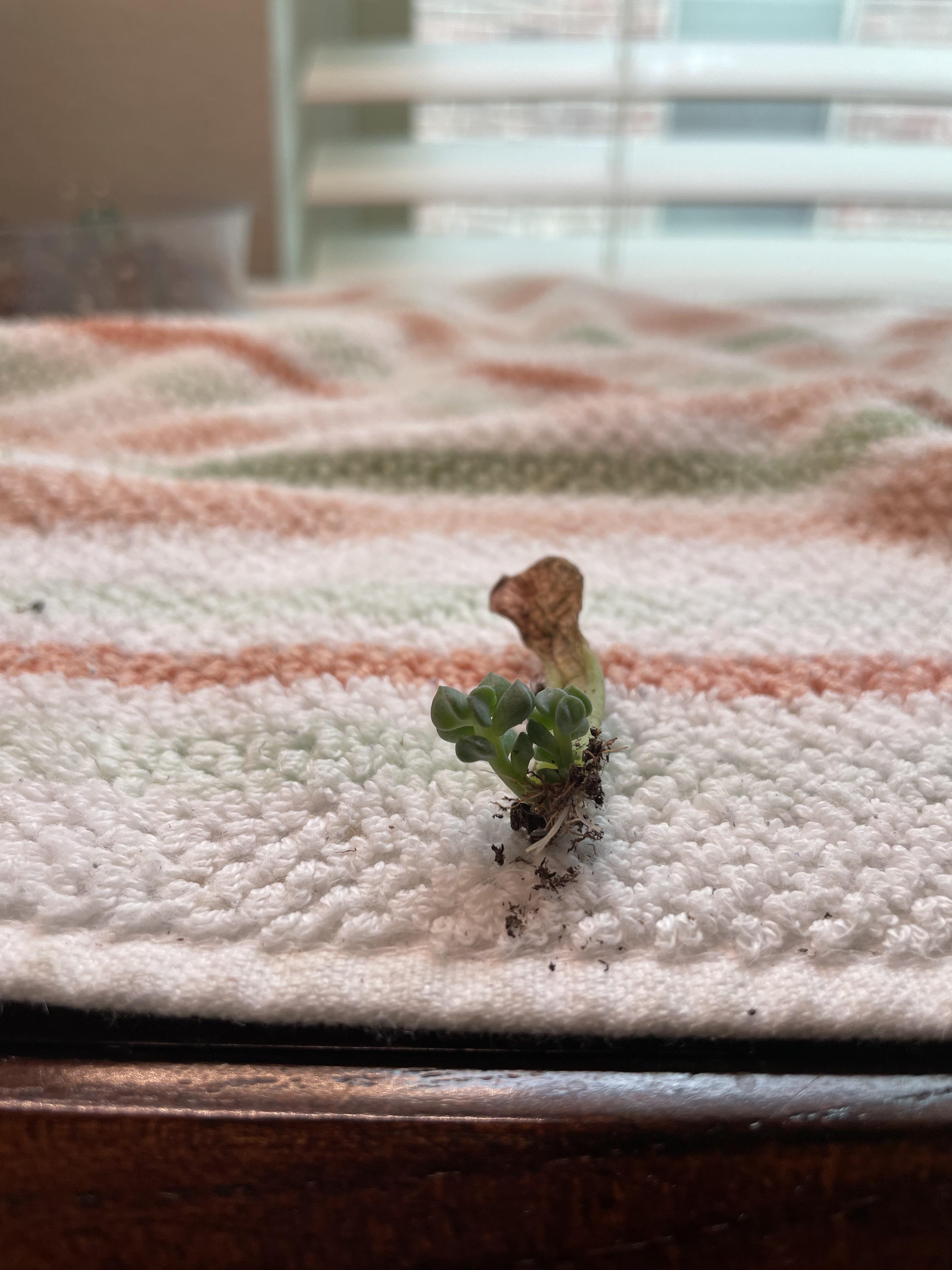 My cubic frost prop is growing a double pup 😍 r/proplifting