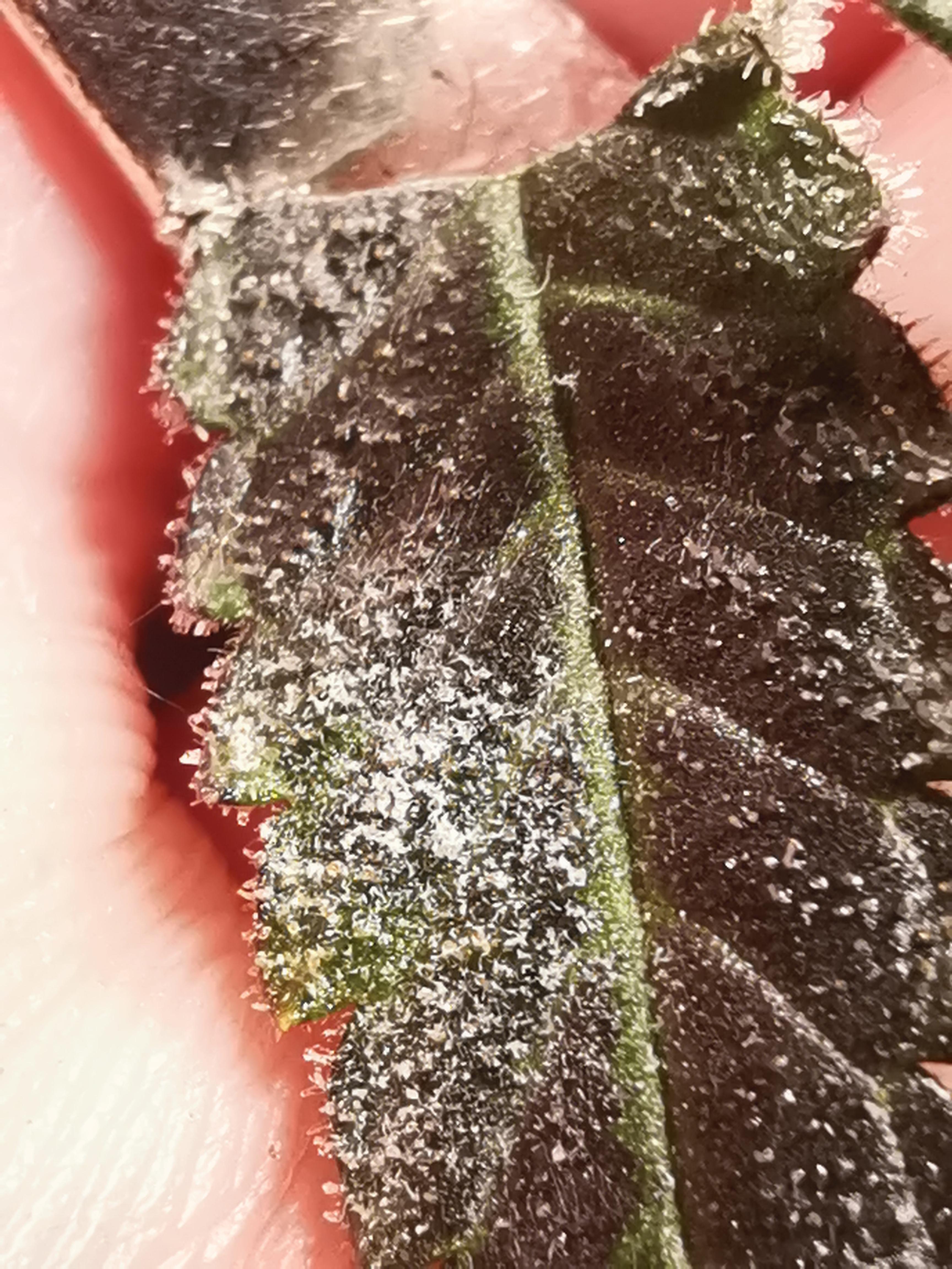 Powdery mildew confirmed? Close up pic of leaf with patch. r/microgrowery