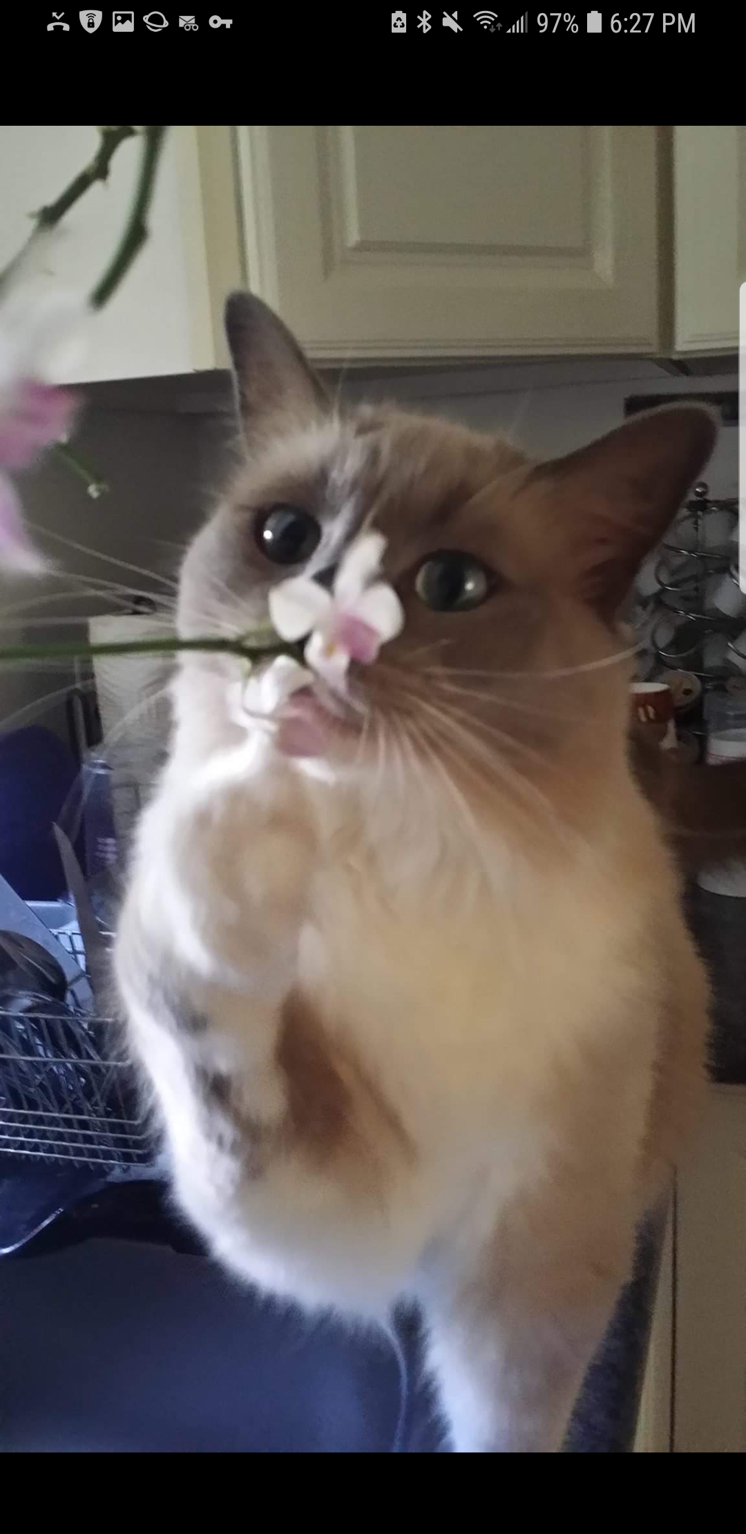 This floof loves flowers. ( please before all you cat warriors get