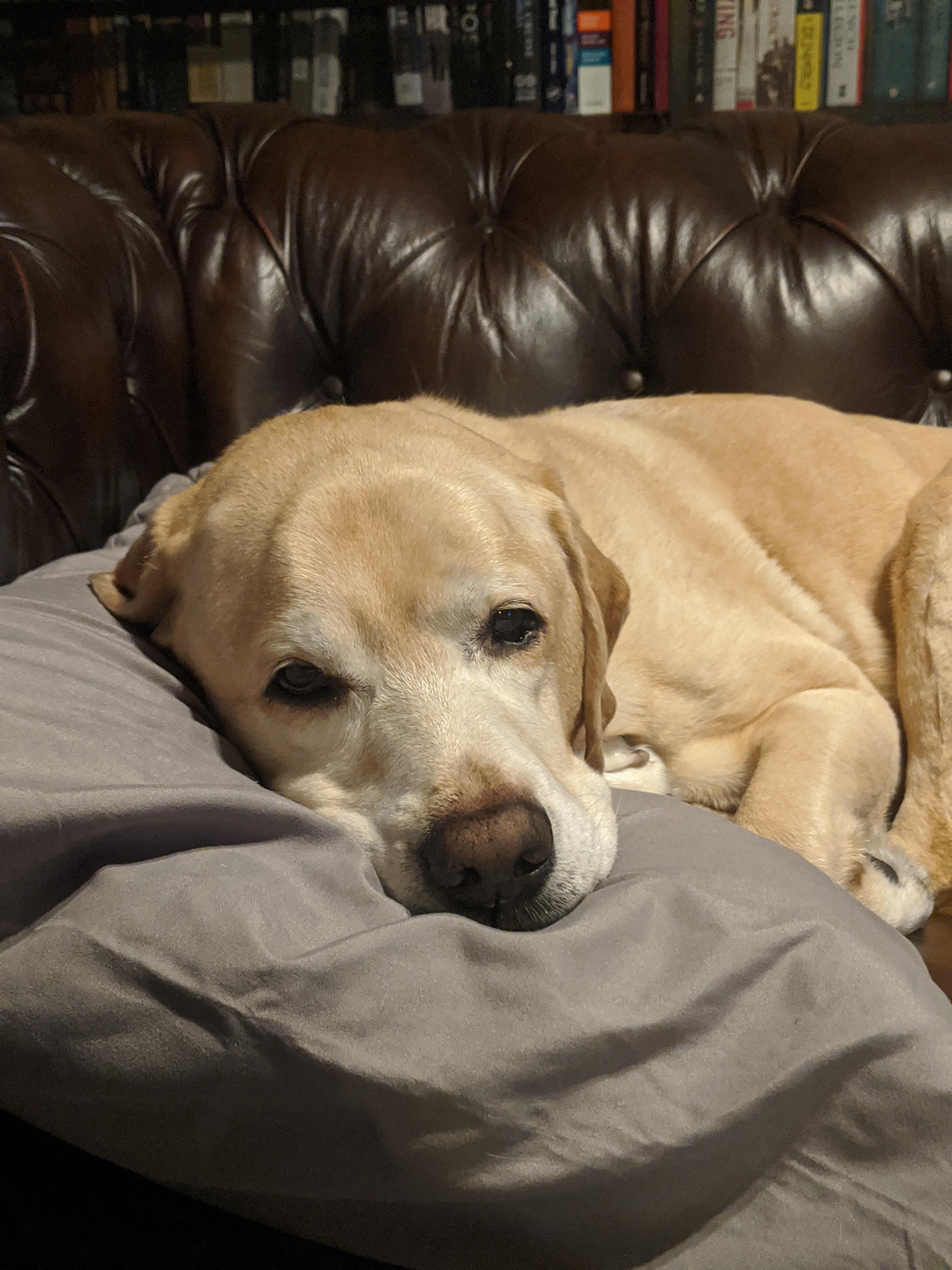 Are lazy labs here? r/labrador