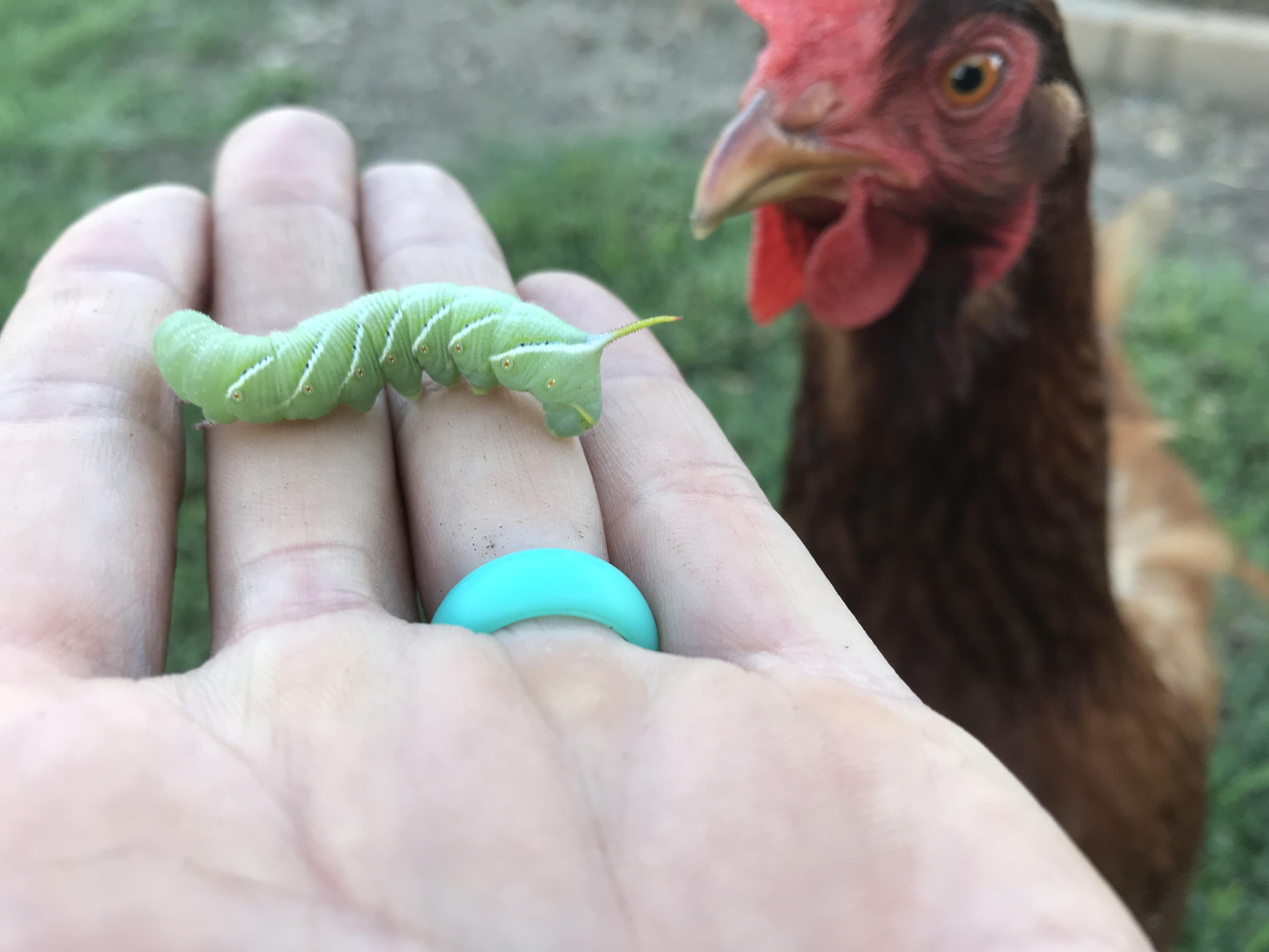 I think Mr. Hornworm’s time is about up… r/chickens
