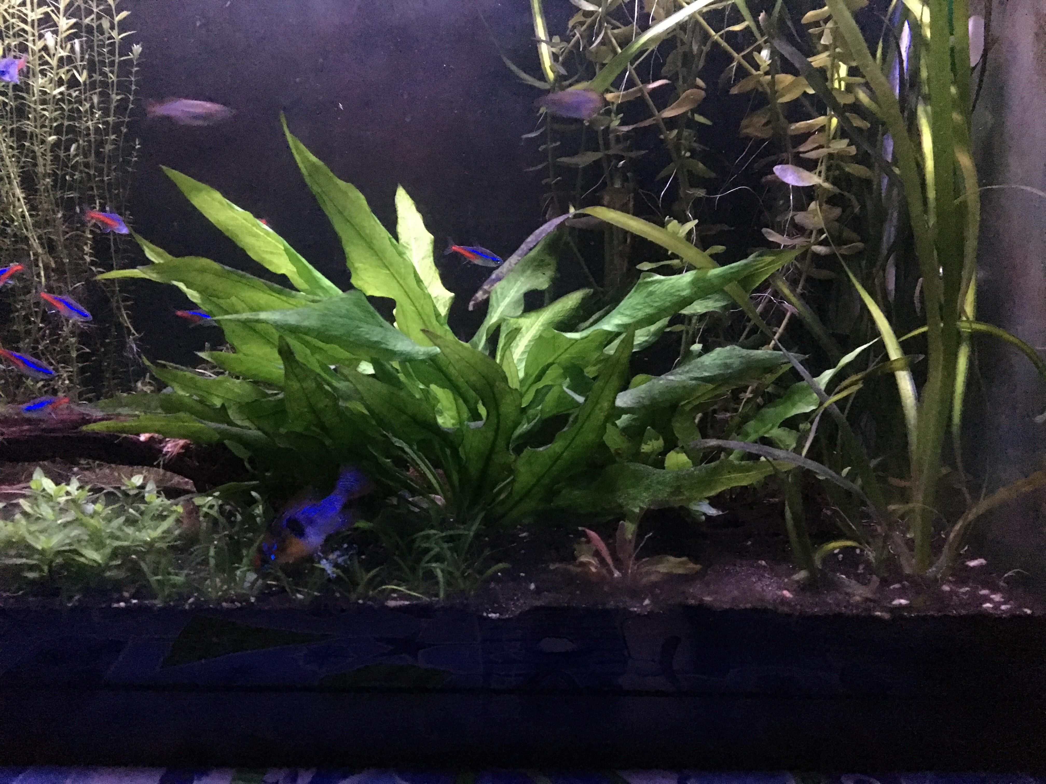 Co2 really made this amazon sword explode in size! r/PlantedTank