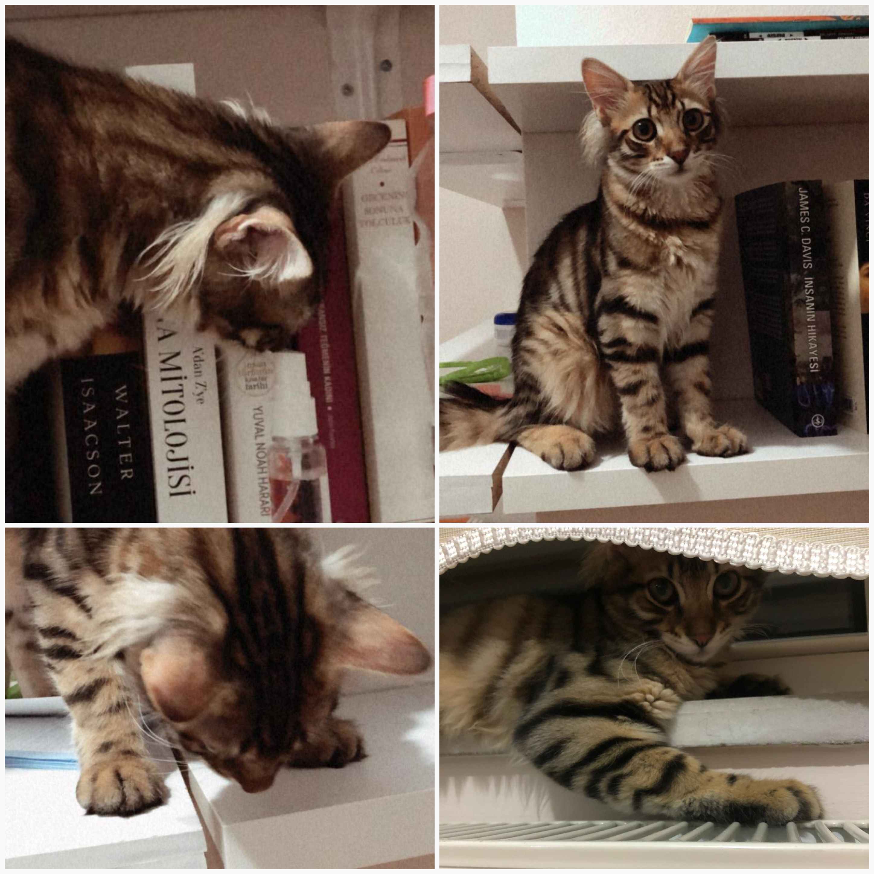 How can I identify what my cats parents breed with long hair behind ears and bigger paws. r/cats