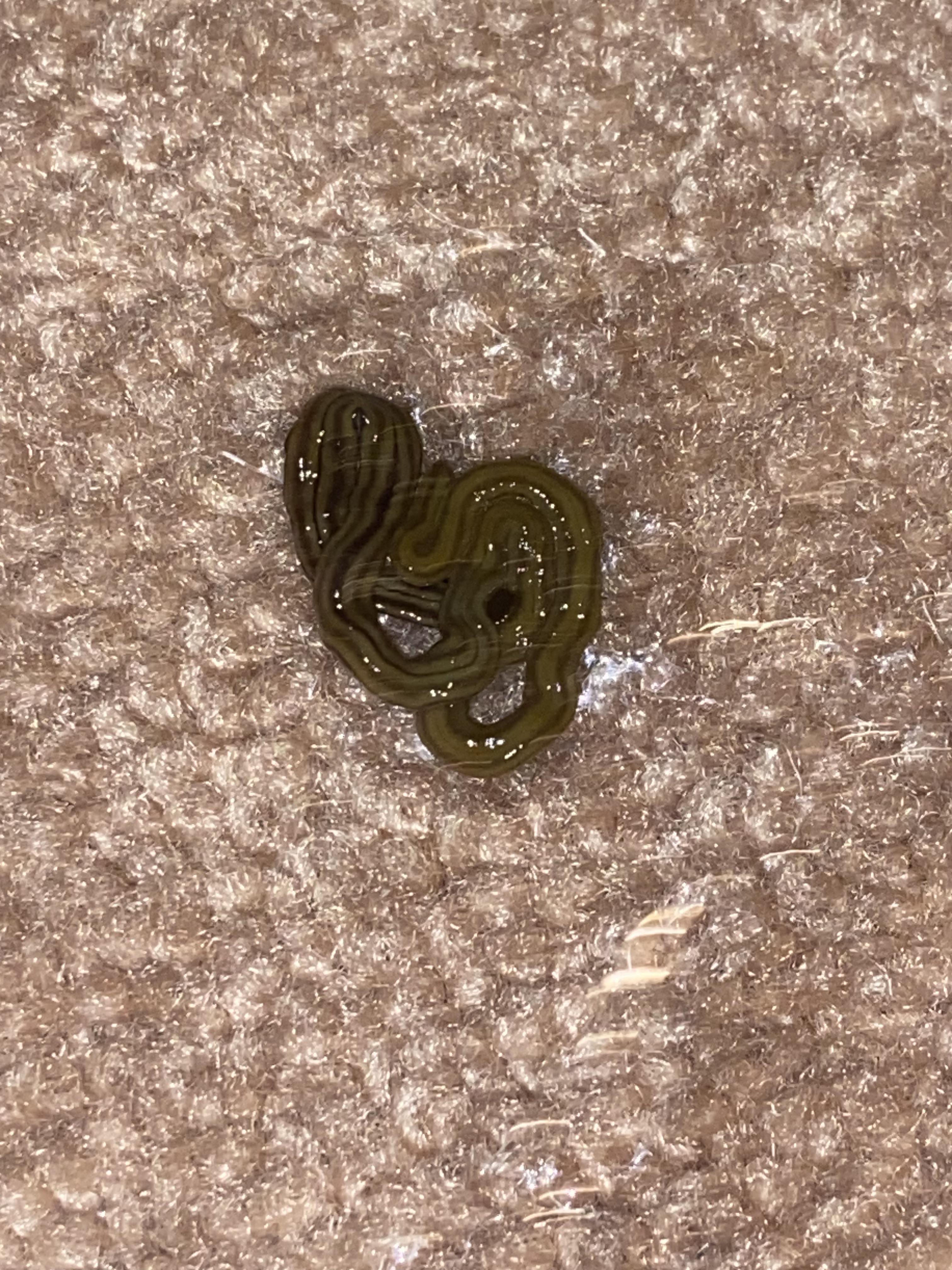 cat threw up unidentifiable… thing?? r/catcare