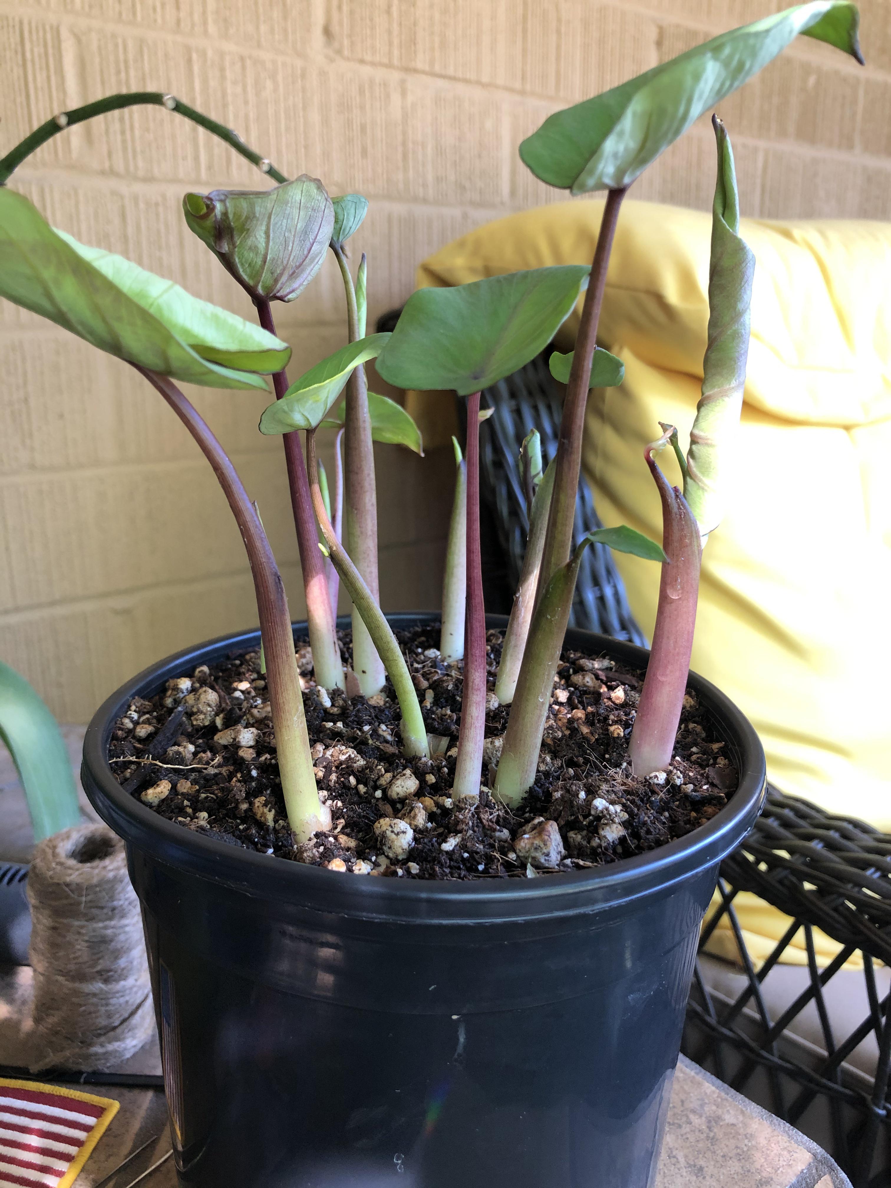 A gifted alocasia bulb I planted and all these came up... is that