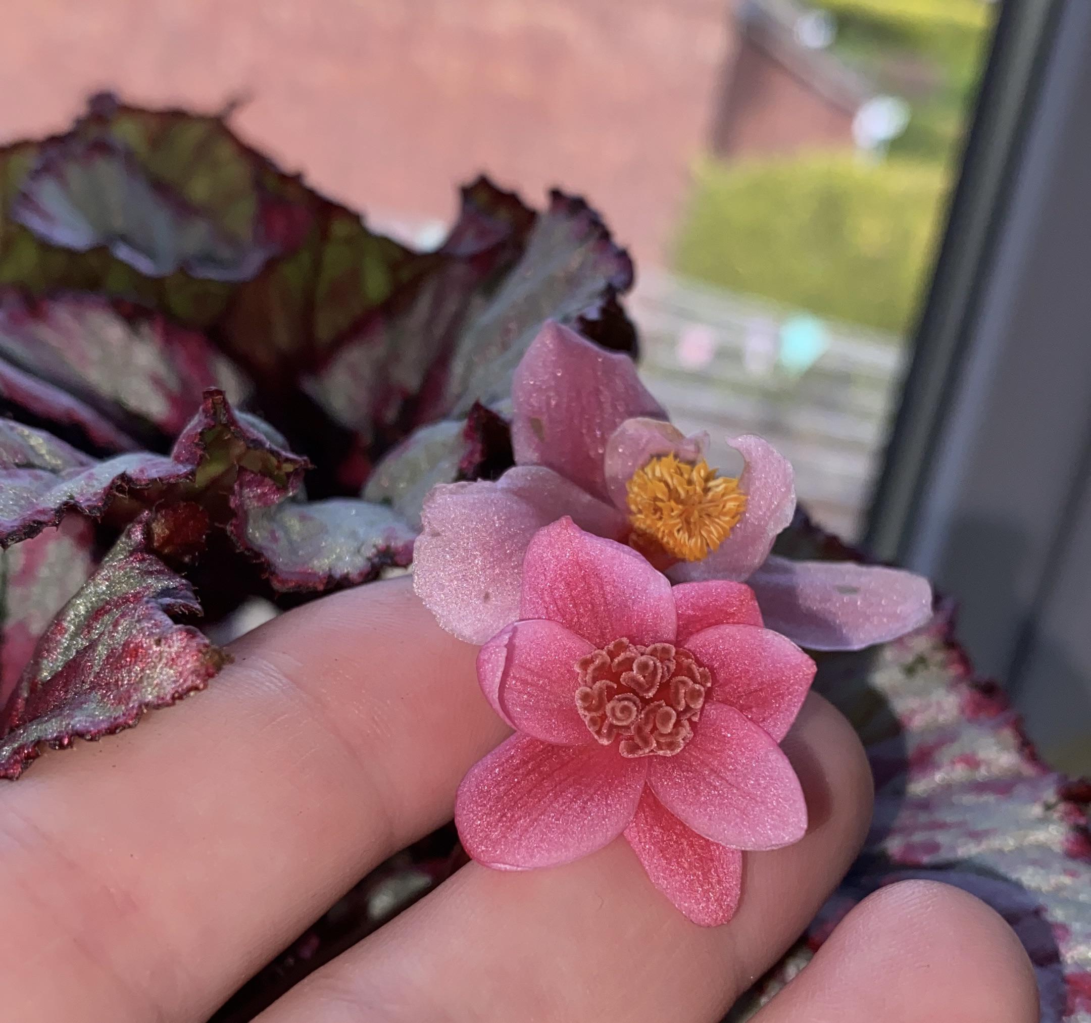 Unusual flower on my begonia (“normal” flower with the yellow centre in the background) Are