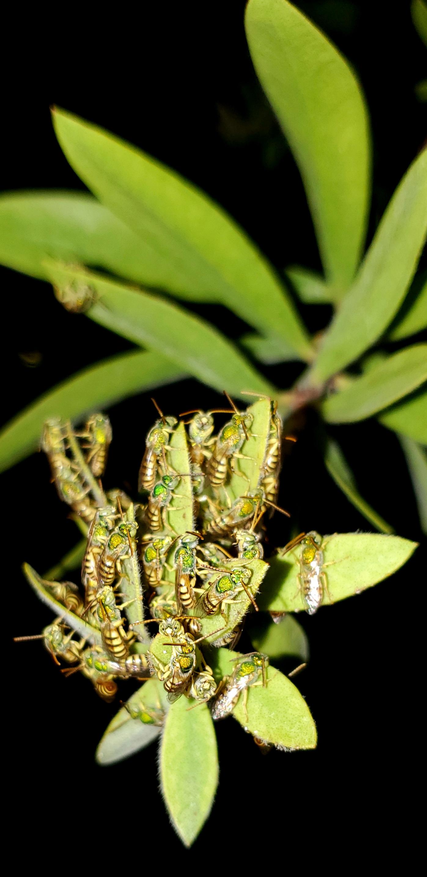 What are these bugs all over my Bottle Brush tree in [Las Vegas, NV USA