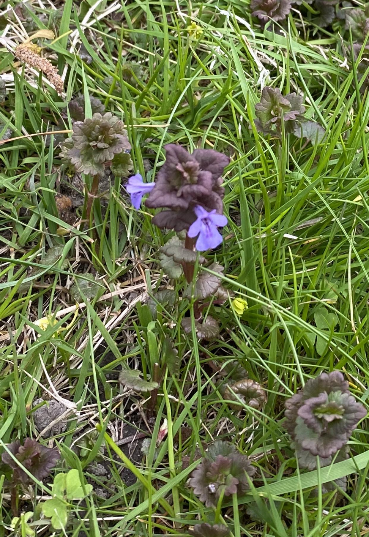 What is this purple flower plant that has taken over / invaded my