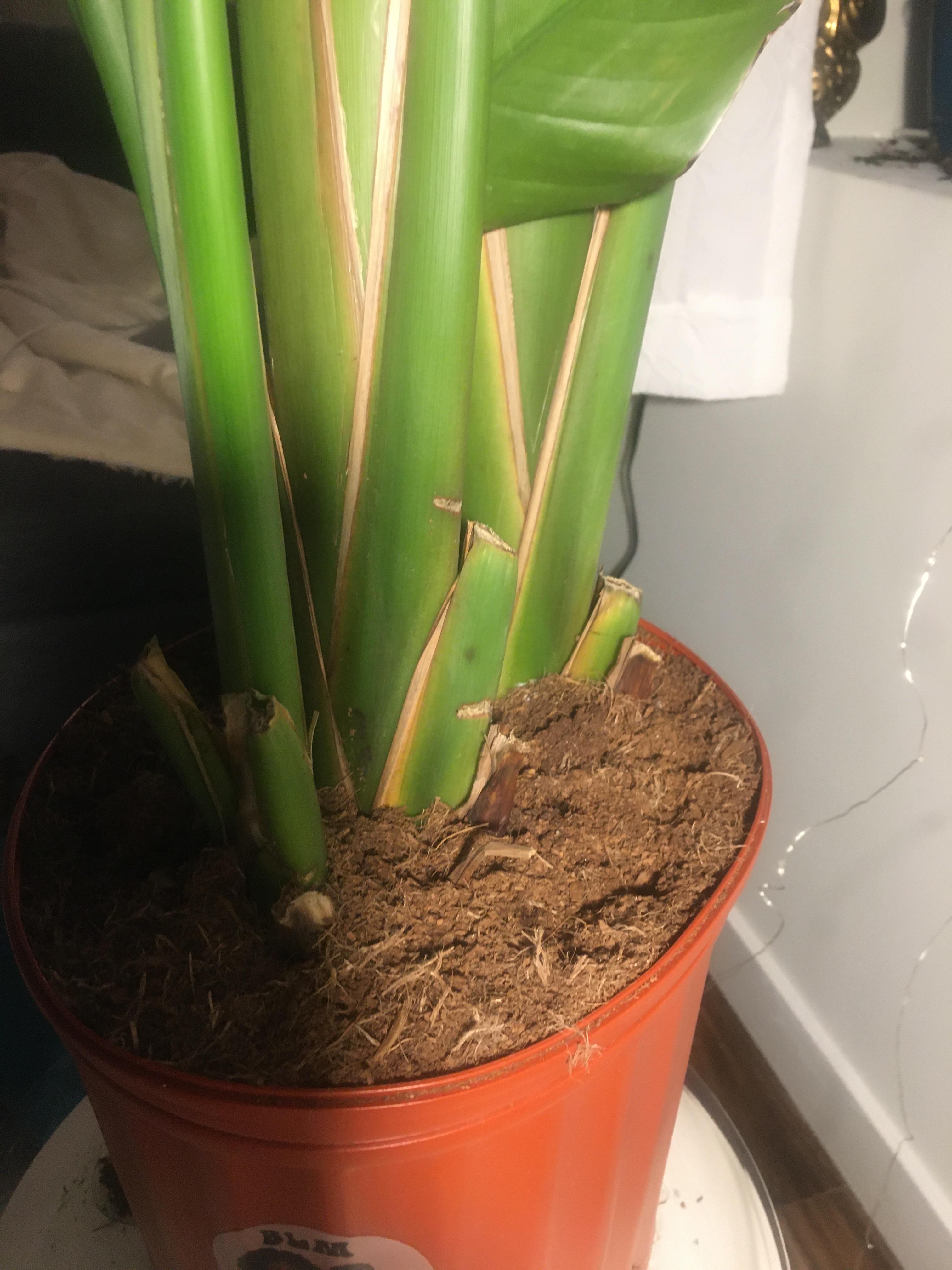 Brown Roots on my Bird of Paradise plant. What do I do? Should I repot