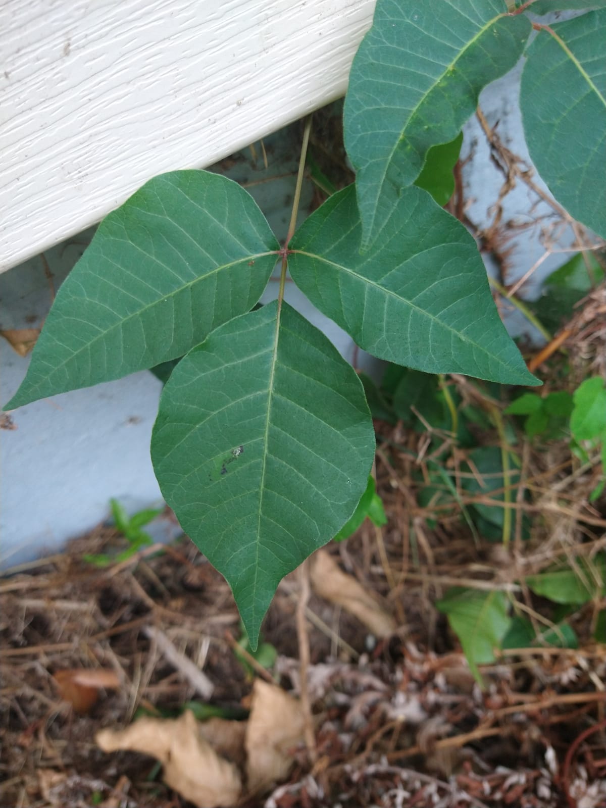 Is this Poison Ivy? Massachusetts r