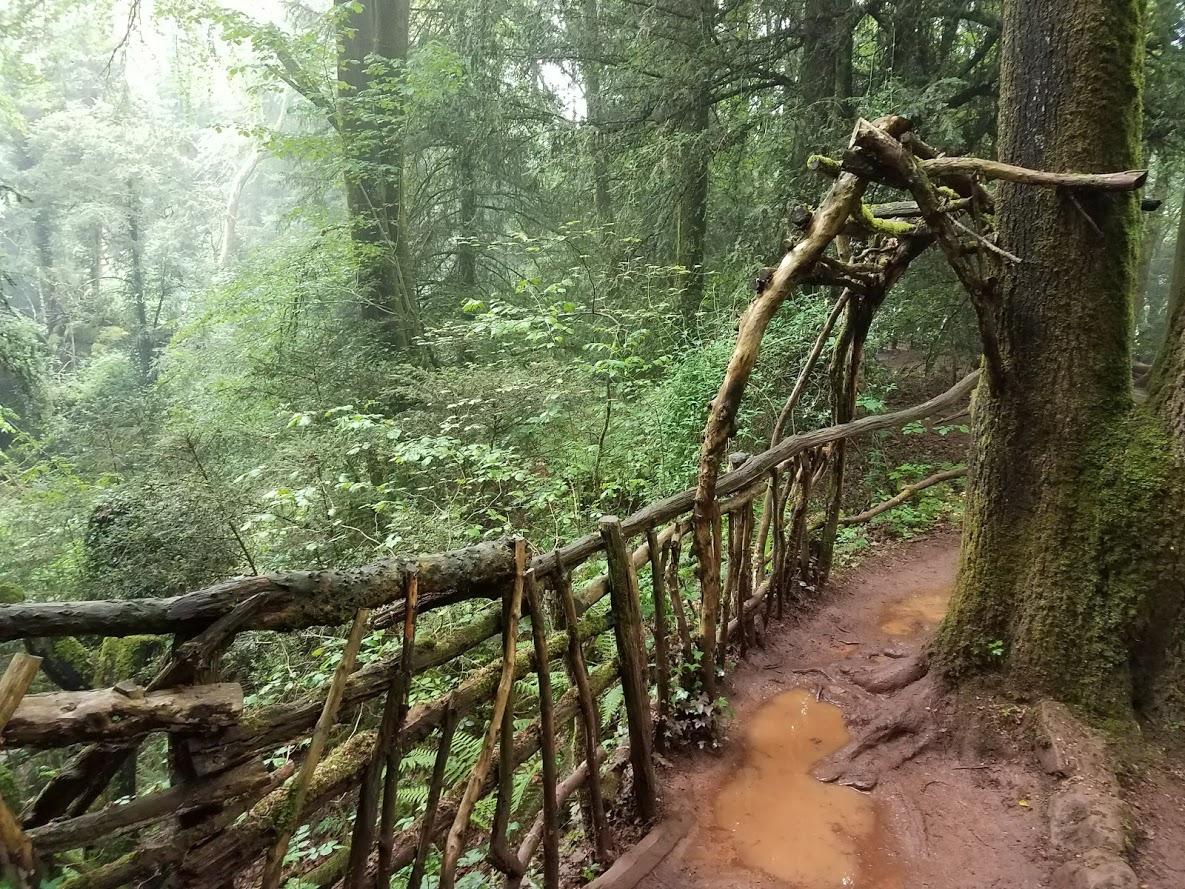 Walking in the Puzzlewood, Forest of Dean, UK so many great spots