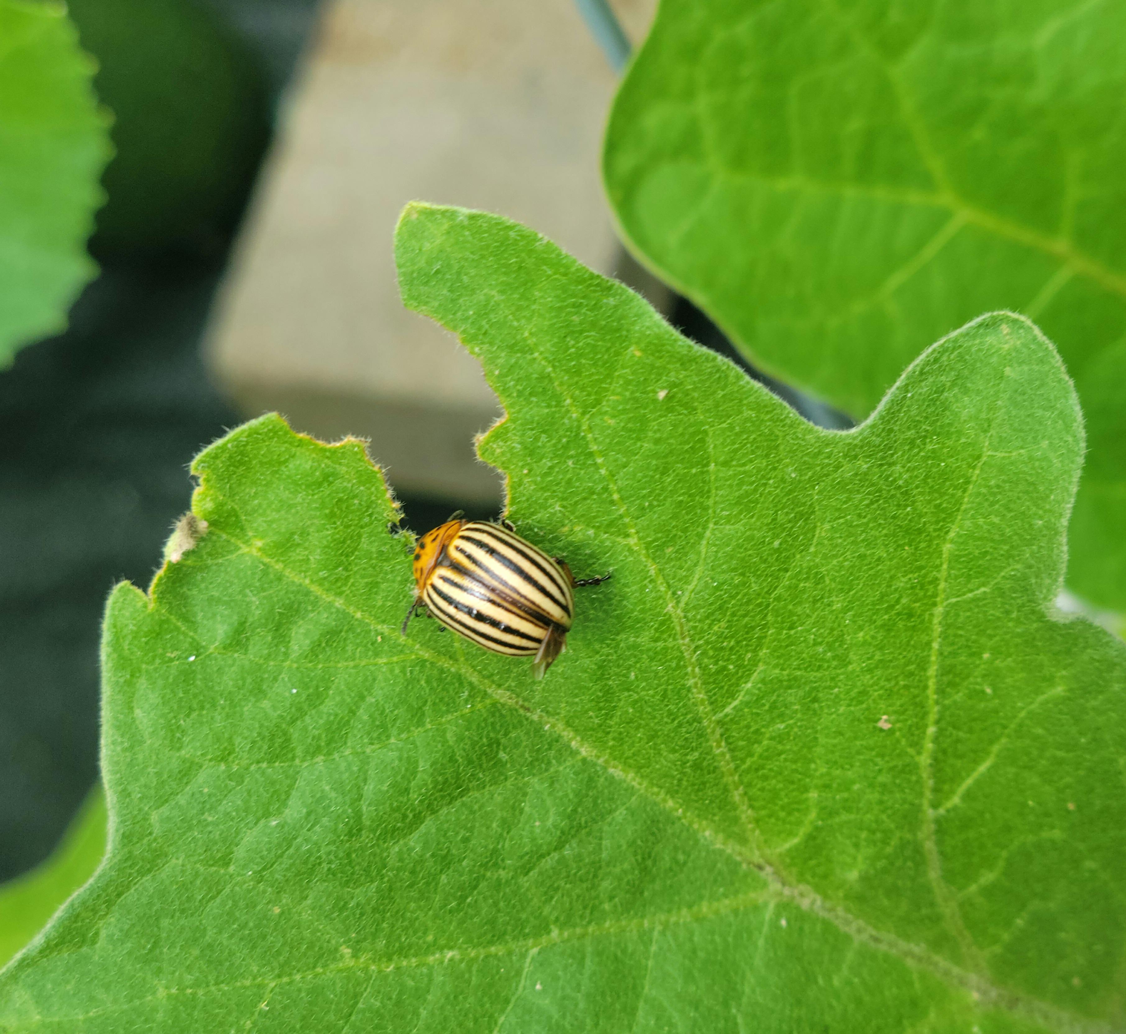 what's this bug eating my eggplant leaves in Ontario Canada? how do I
