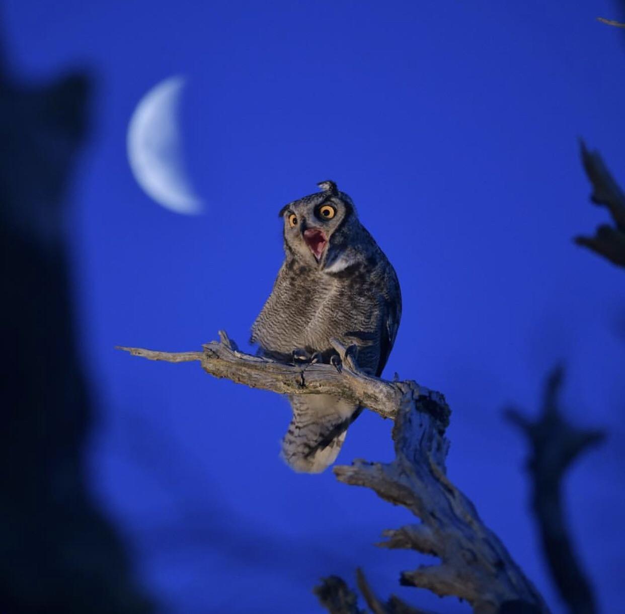 350 best Squawk images on Pholder Flightradar24, Party Parrot and