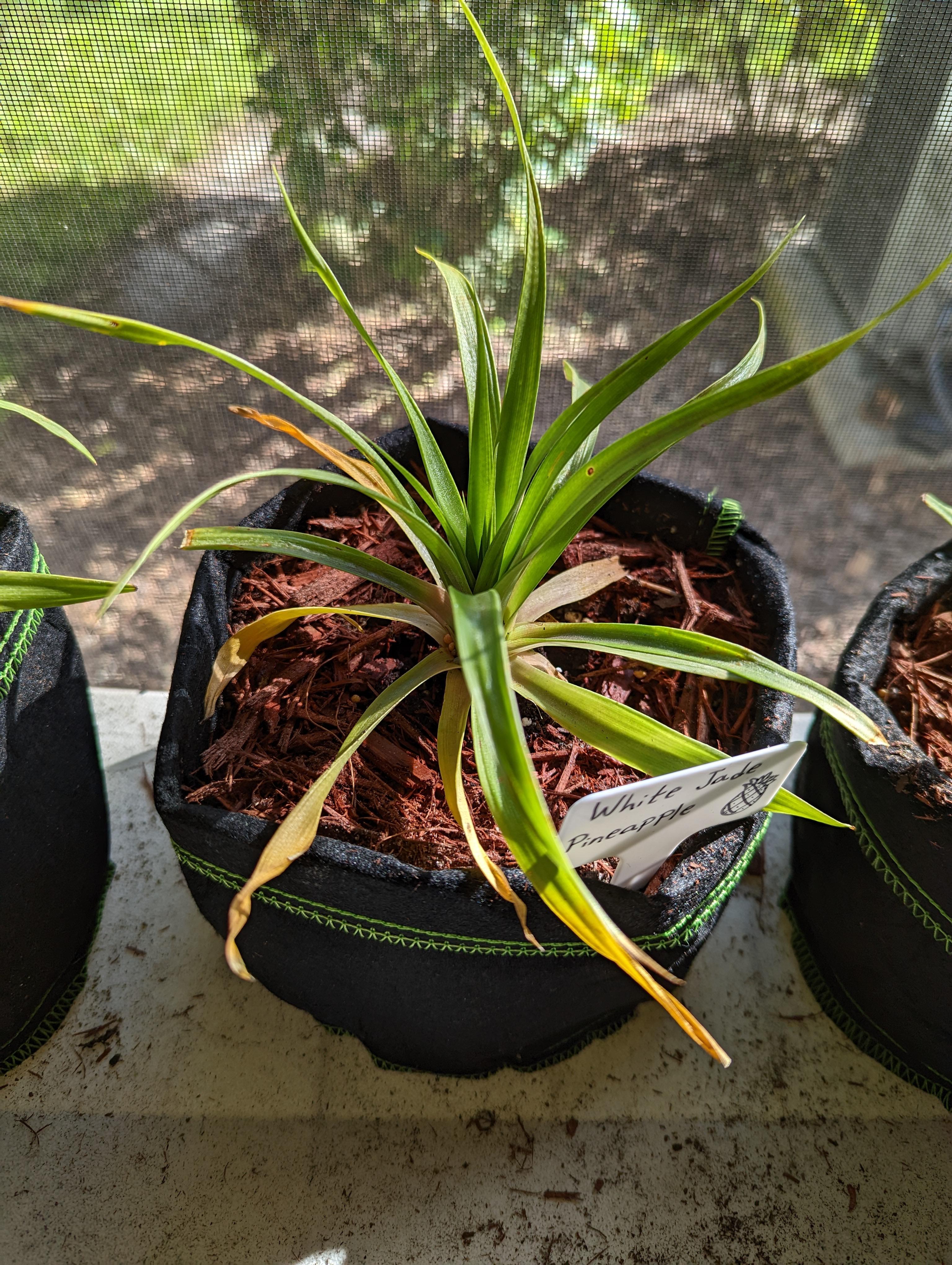 White jade pineapple plant turning yellow? r/gardening