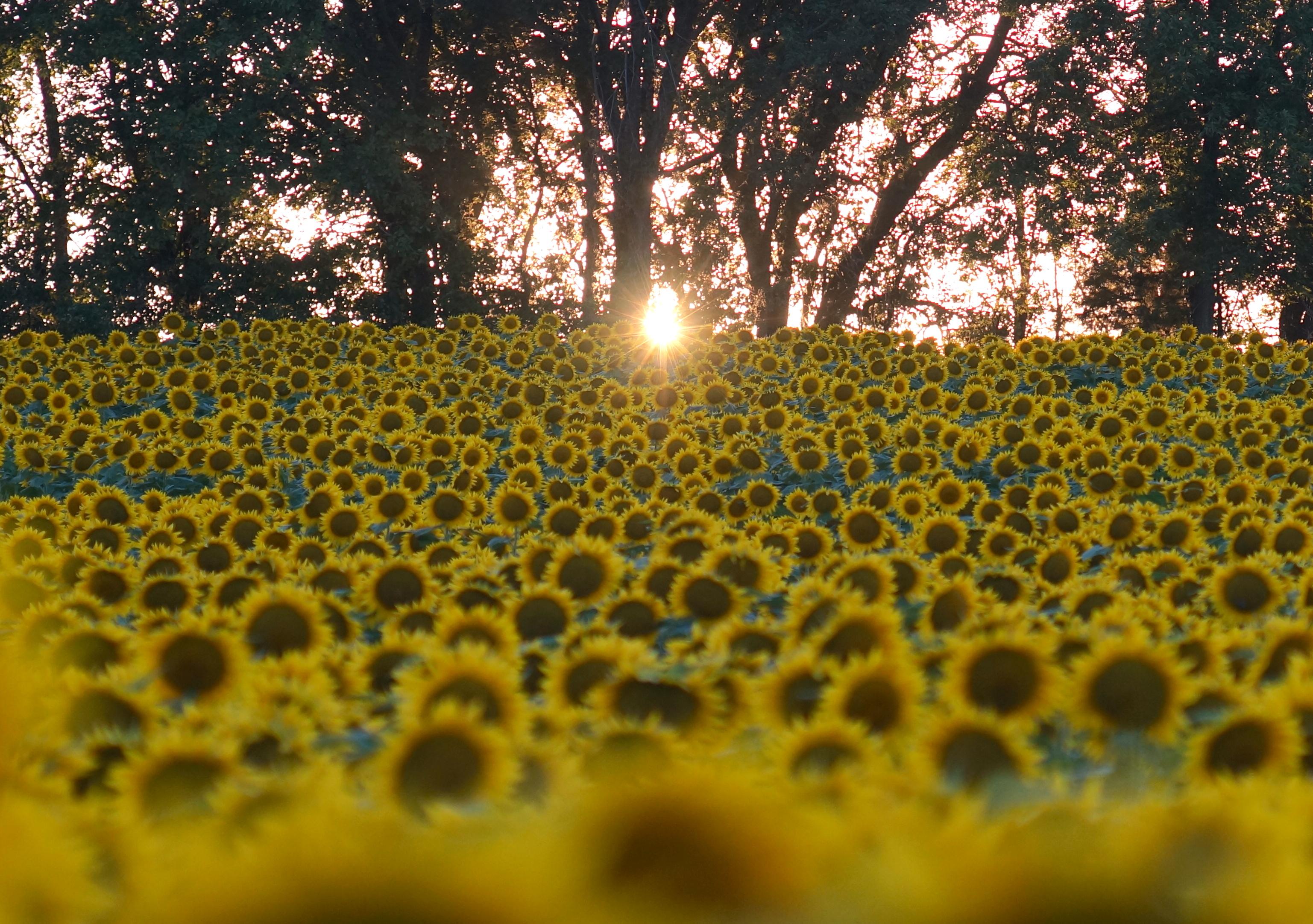 Sunflower field. Lawrence, Kansas. (co) [3074×2164] SmithersTech