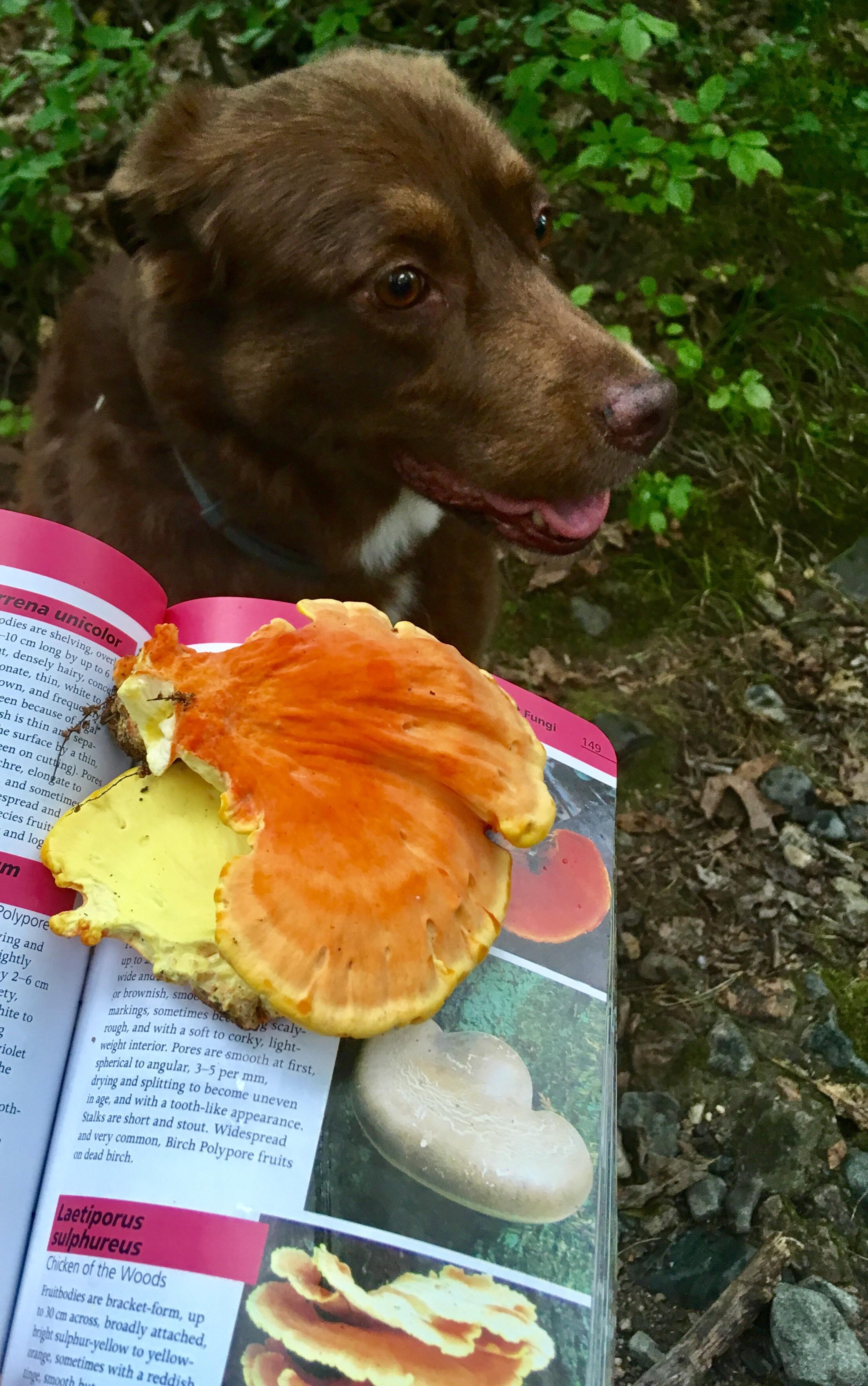 cococheekz (my dog) after a successful mushroom hunt! It was my first chicken of the woods and