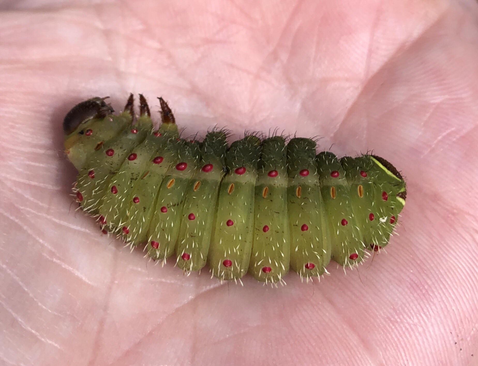 Is this a Luna moth caterpillar? r/whatsthisbug
