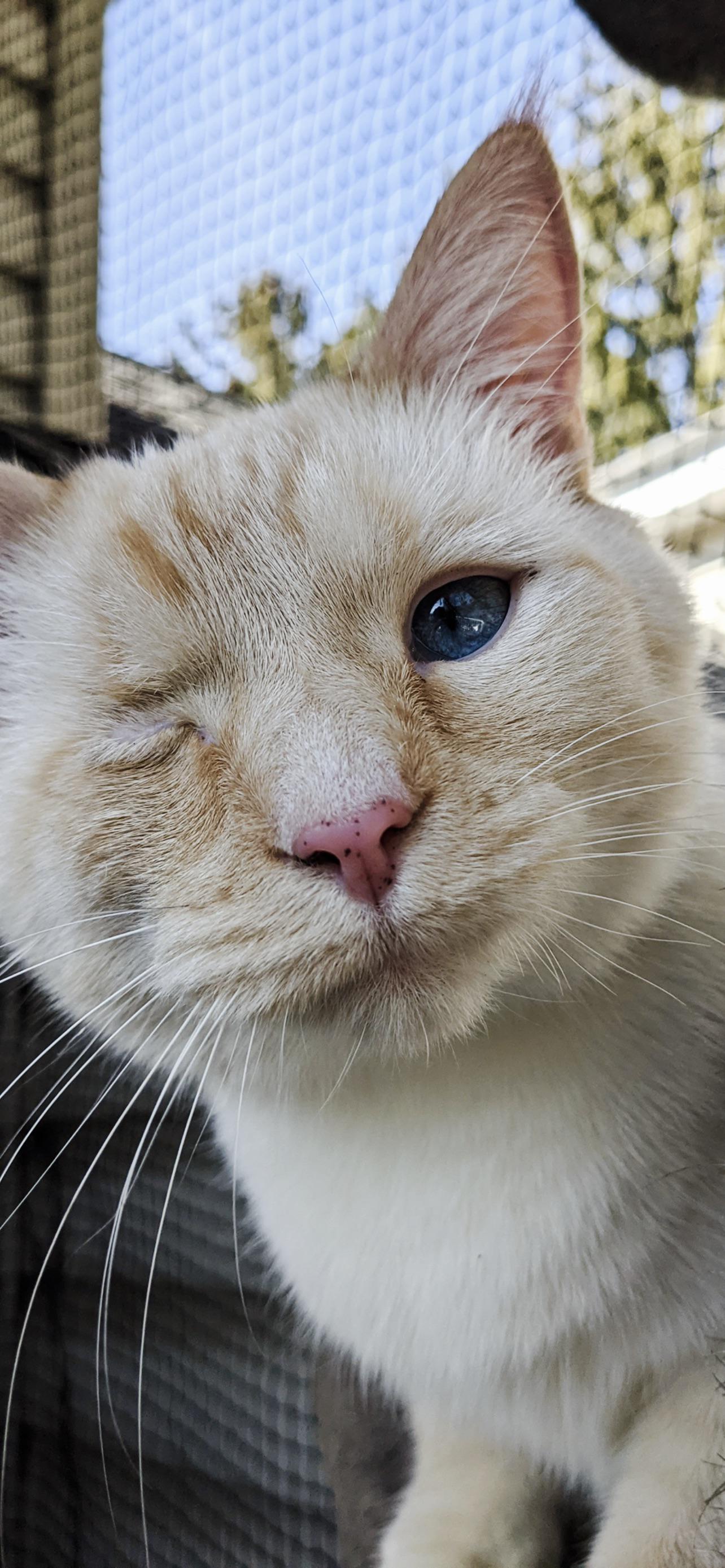 Popeye posing like a model r/cats