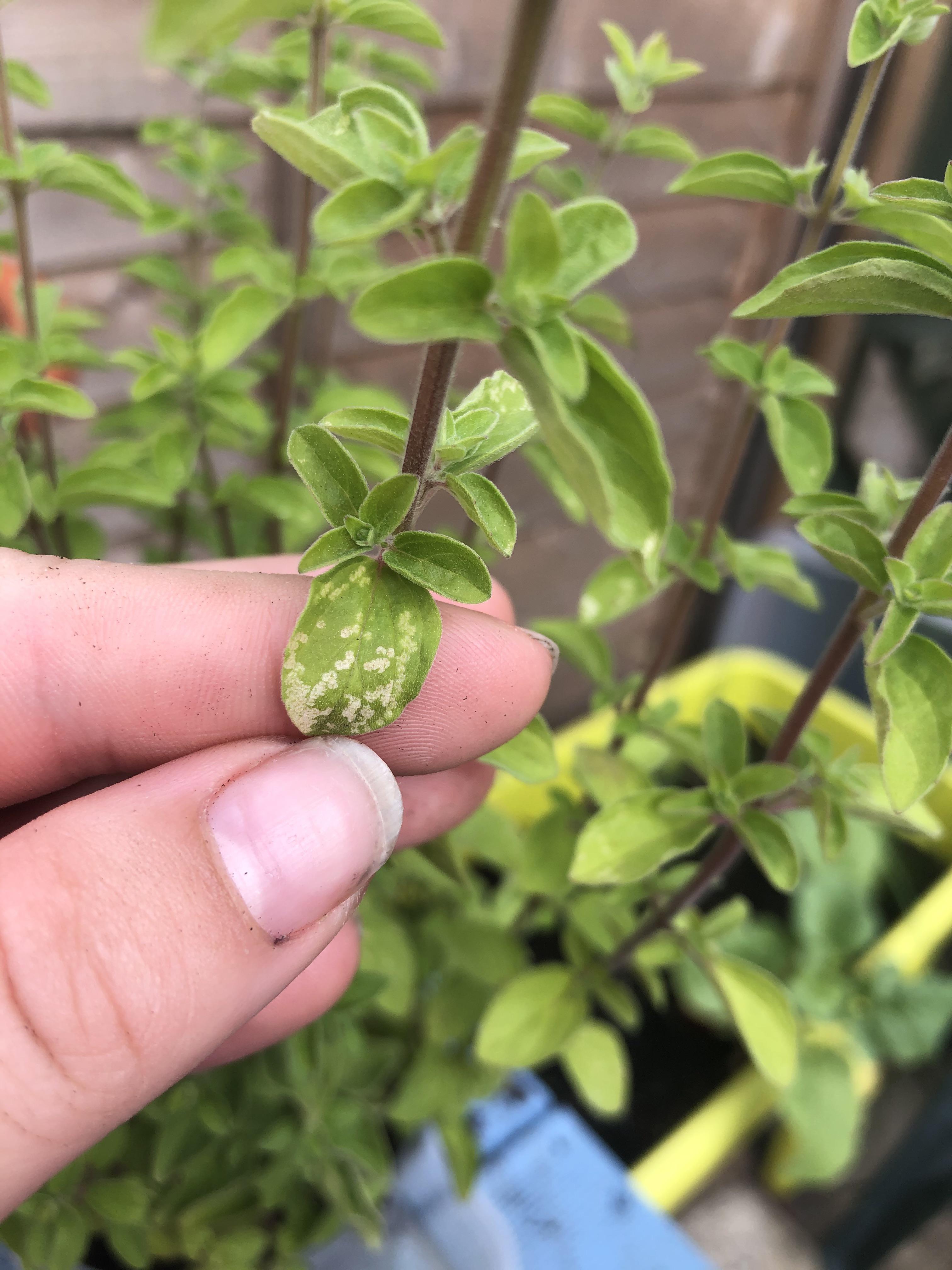 Does anybody know what’s wrong with my oregano please?? r/UKGardening